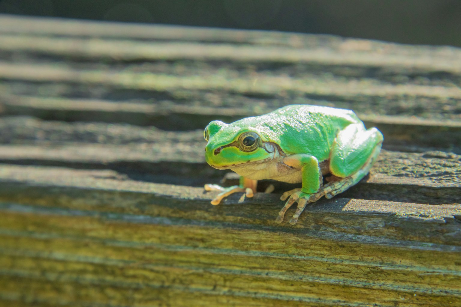 Ein grüner Frosch sitzt auf einer Holzoberfläche