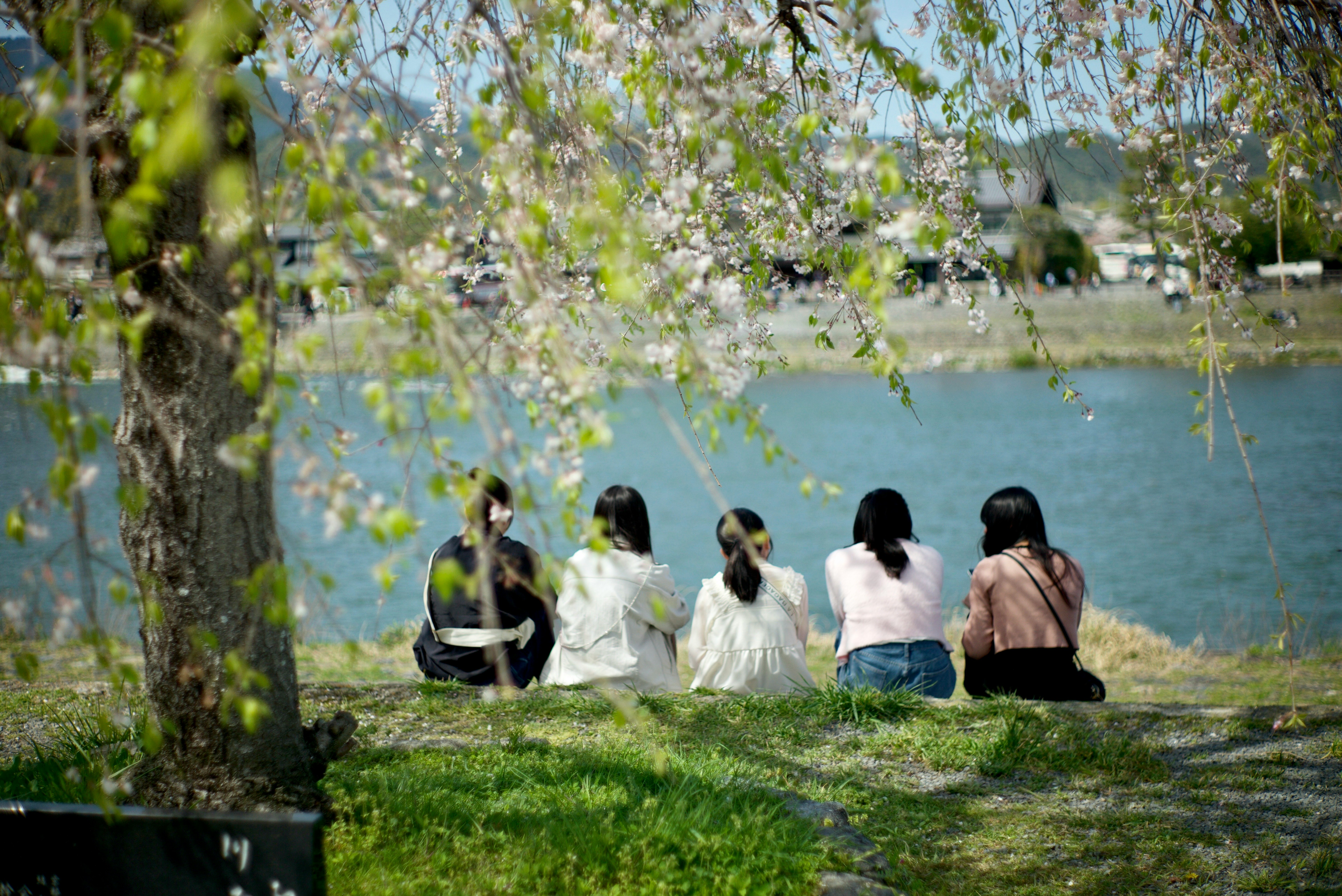 嵐山公園中之島地區的櫻花與河畔賞花人群