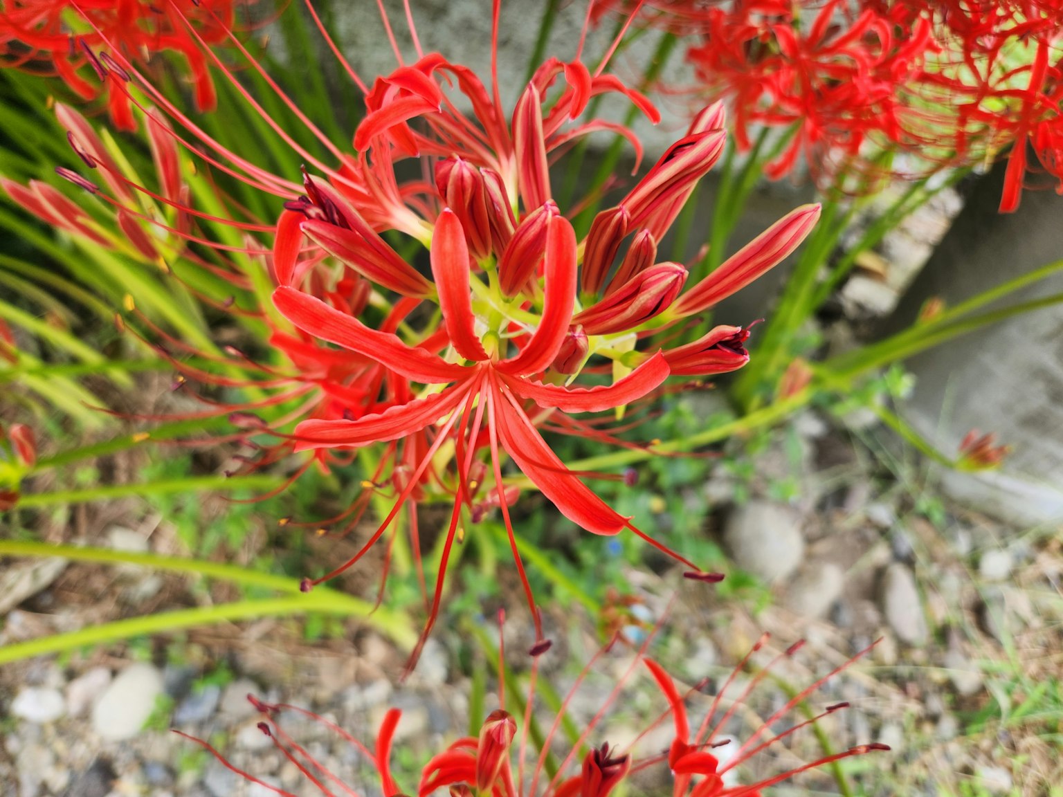 红色花朵植物的特写