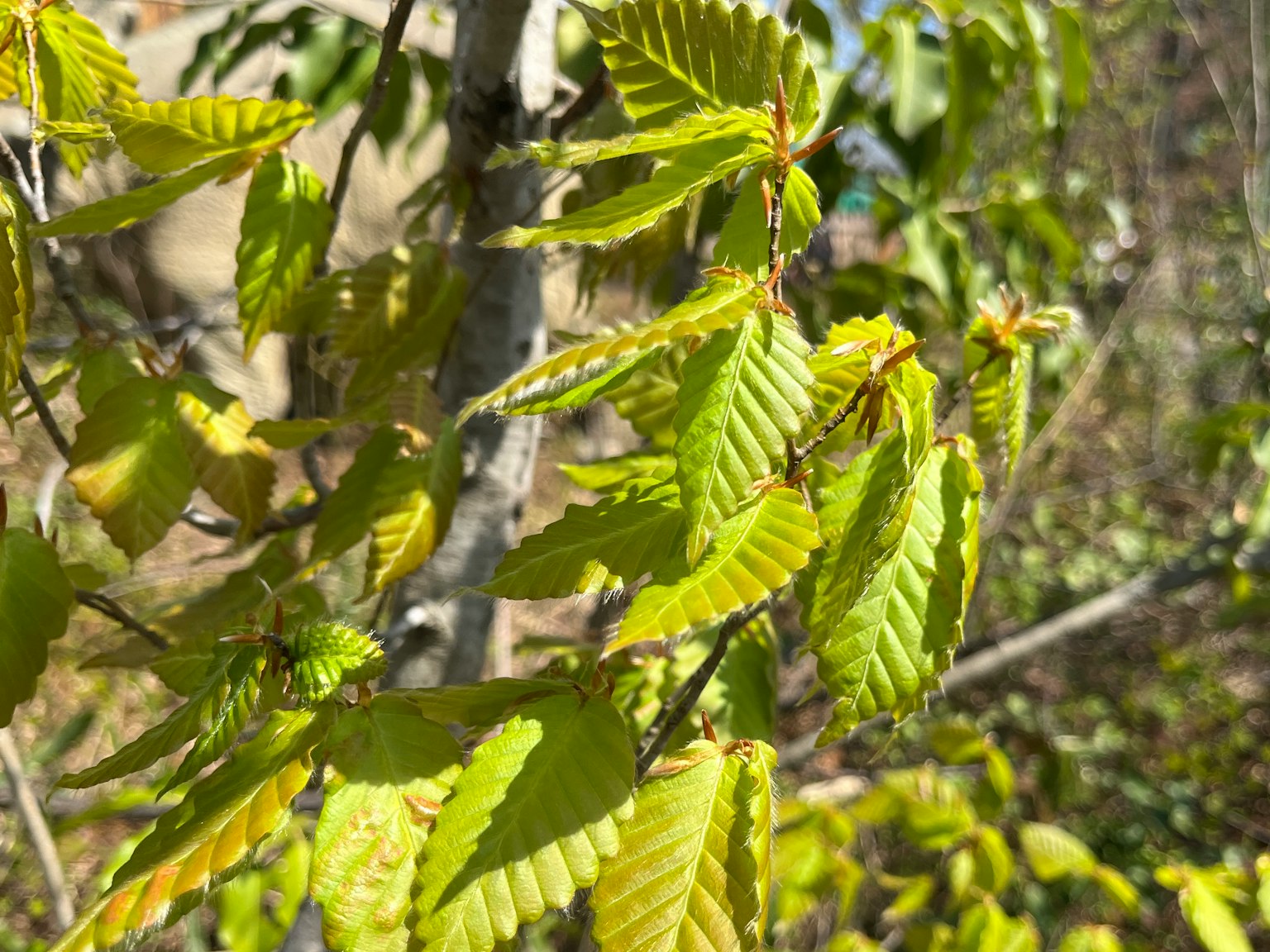 Zweig mit lebhaften grünen Blättern im Sonnenlicht