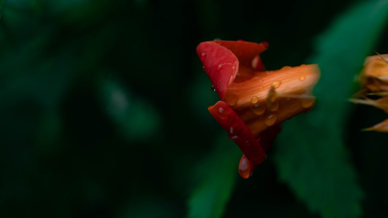 Un fiore rosso vivace su uno sfondo verde scuro