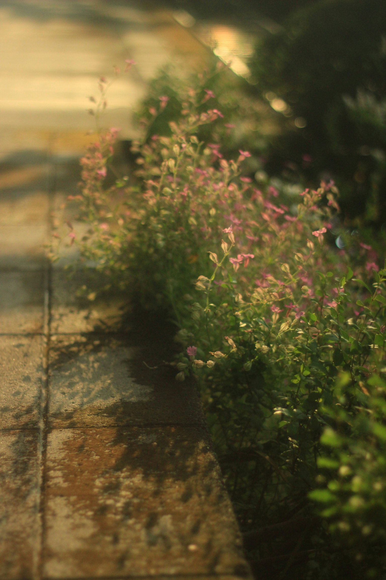 Piccole fiori rosa e foglie verdi lungo un marciapiede