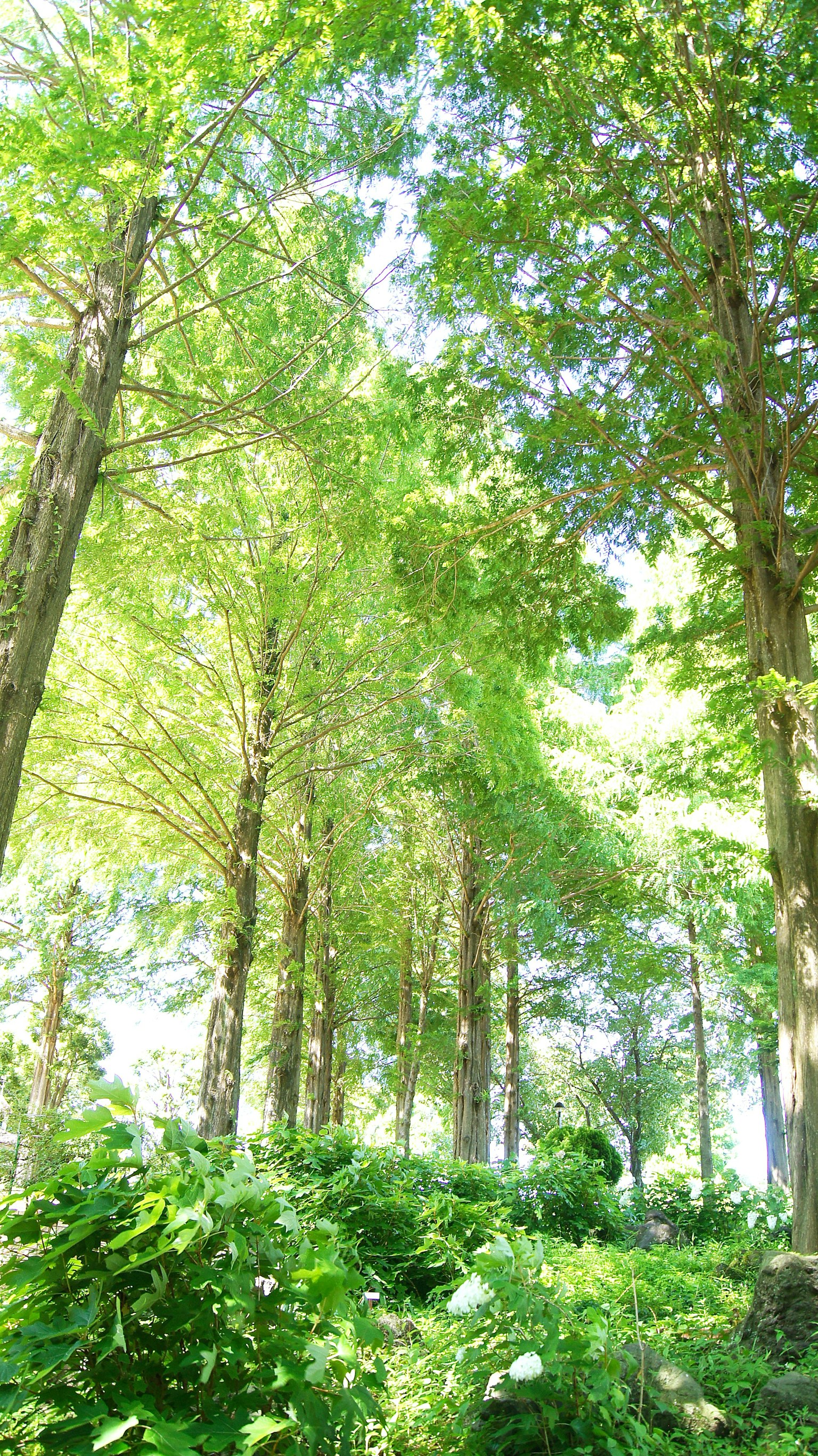Árboles altos en un bosque verde con luz brillante