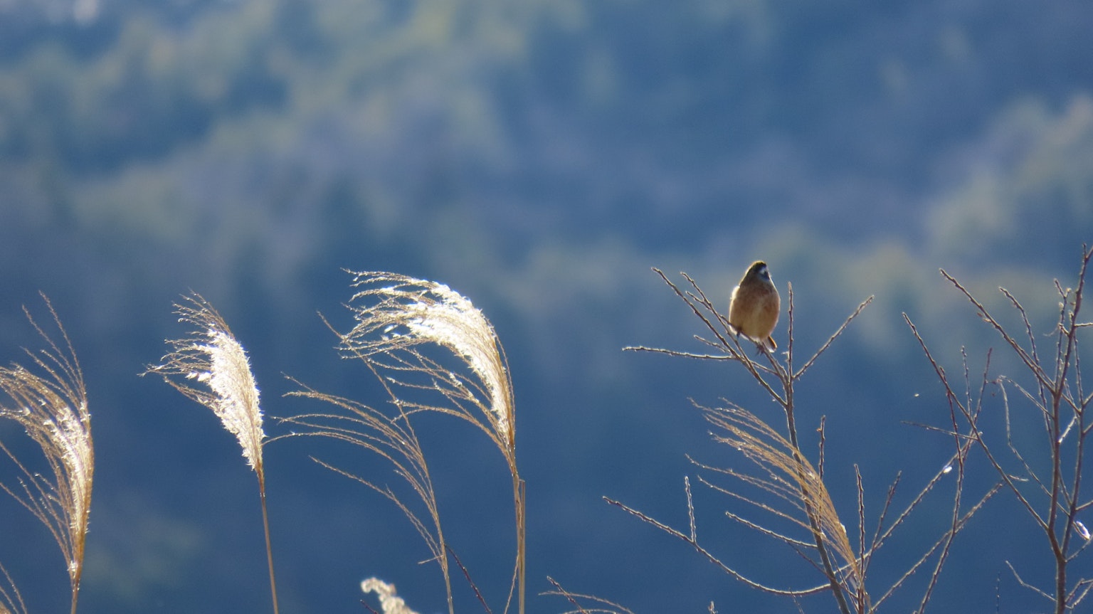 Silhouette d'un oiseau perché sur l'herbe avec un fond bleu