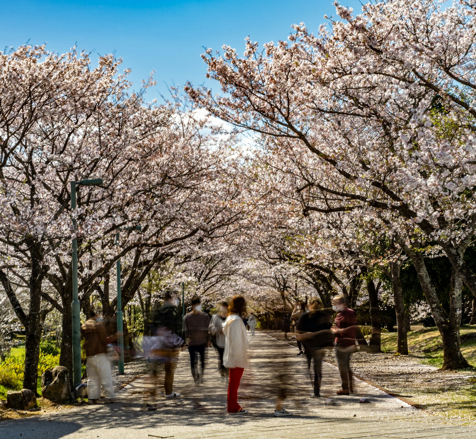 People walking along a path lined with cherry blossom trees