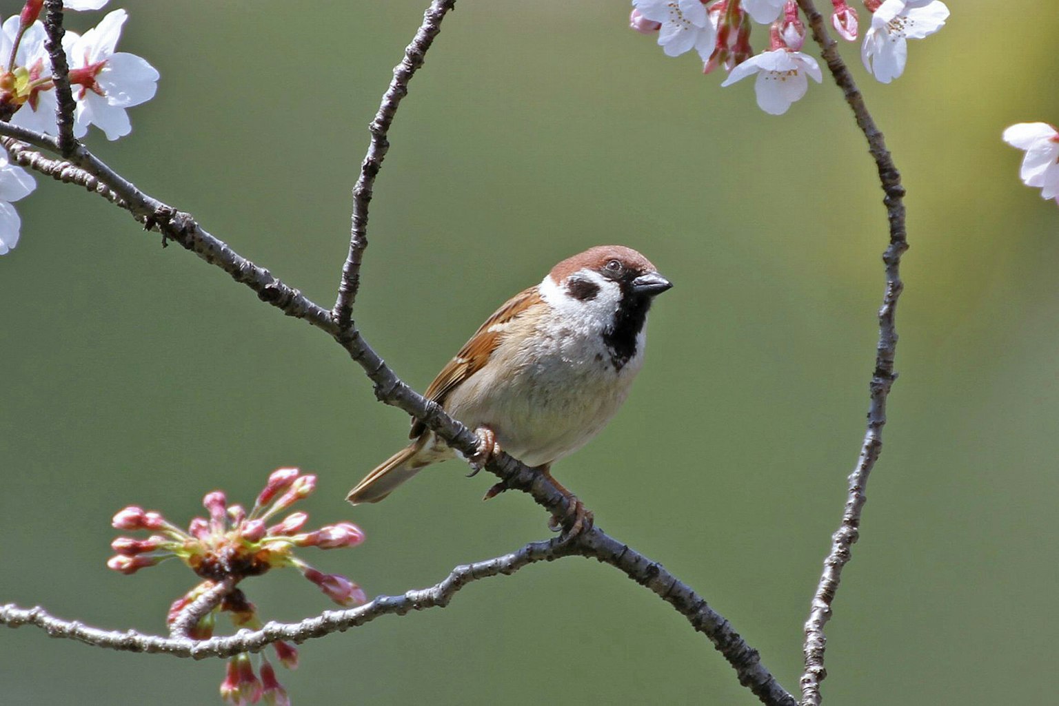 Moineau perché sur une branche de cerisier en fleurs