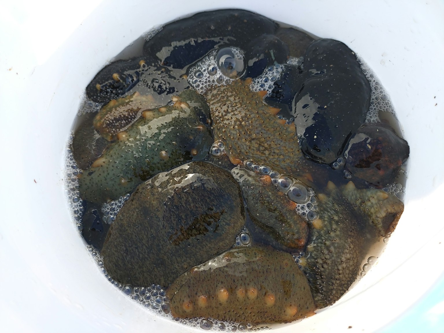 Various colored and shaped stones floating in a white bucket