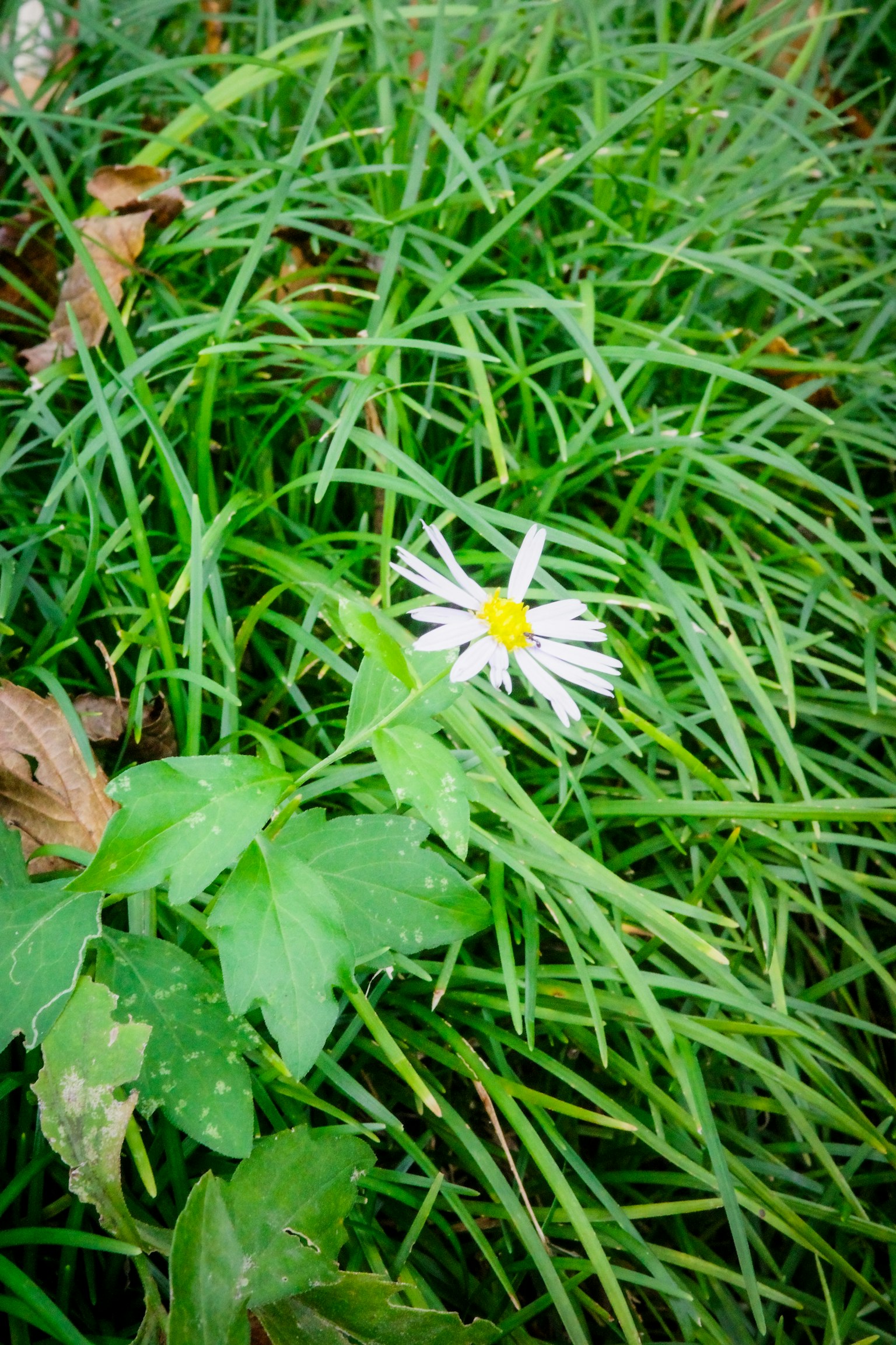 Un fiore bianco con un centro giallo che sboccia tra l'erba verde