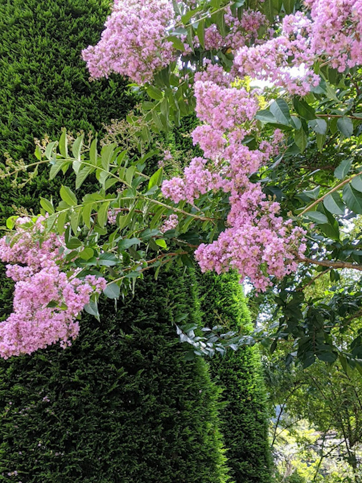 Ramo con fiori rosa vivaci su uno sfondo verde
