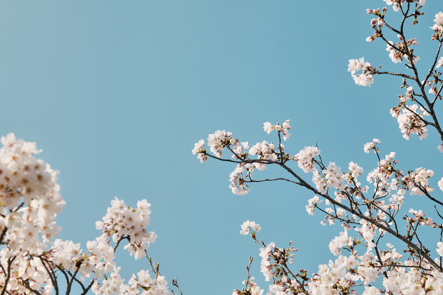 Rami di ciliegi in fiore contro un cielo blu chiaro