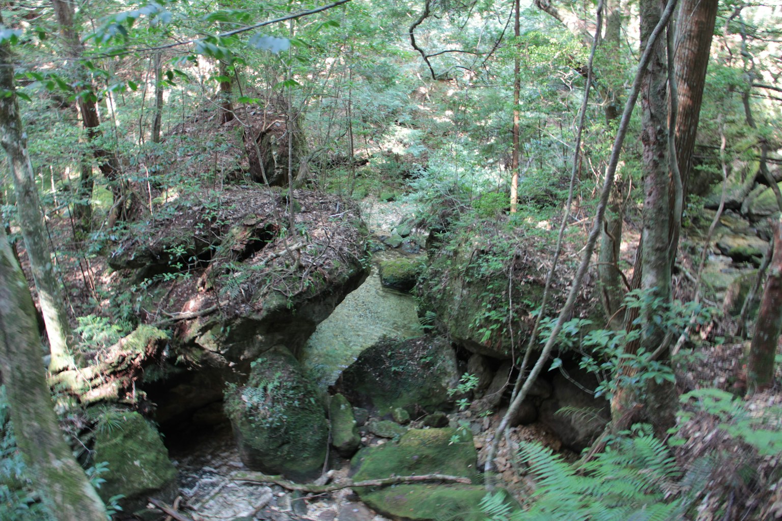 Rocce coperte di muschio in una foresta verdeggiante