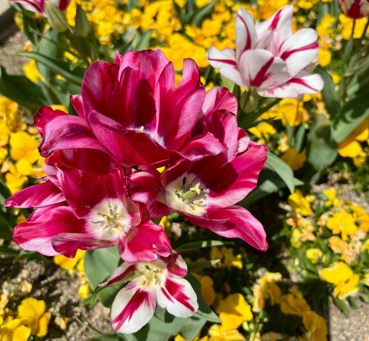 Tulip merah dan putih yang mekar di antara bunga kuning