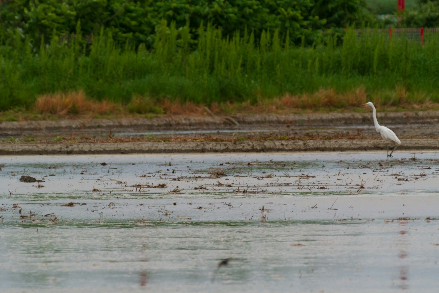 Ein weißer Reiher steht am Wasser in einem Reisfeld
