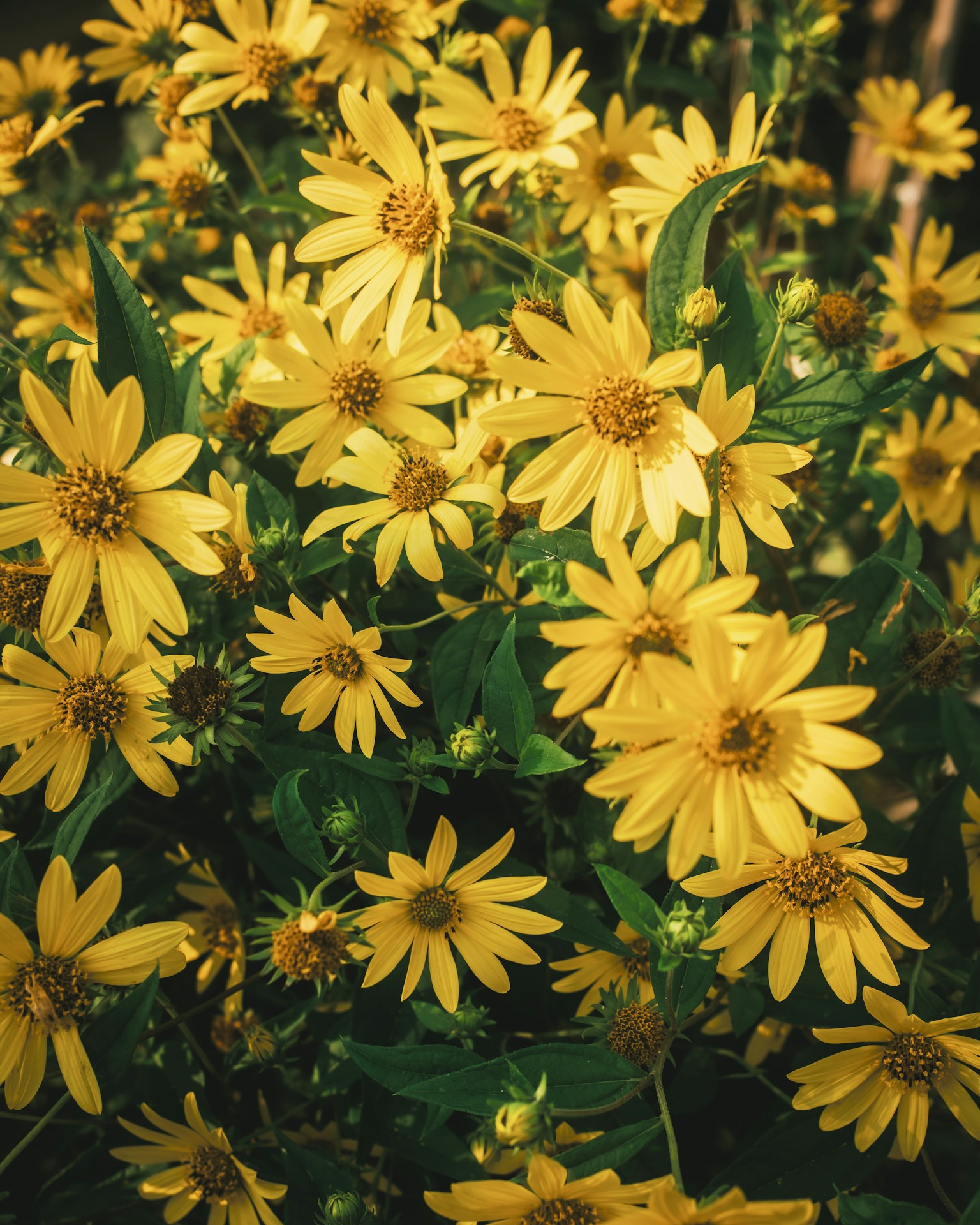 Close-up of vibrant yellow flowers in full bloom