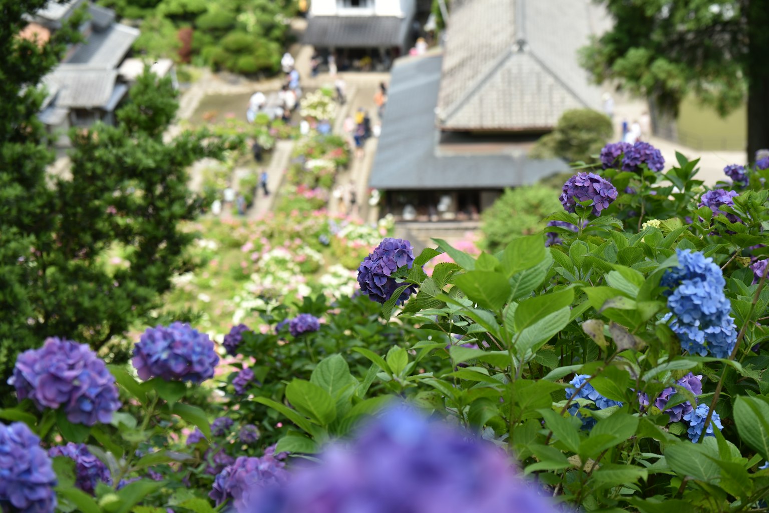 Vue d'un jardin avec des hortensias en fleurs et un bâtiment