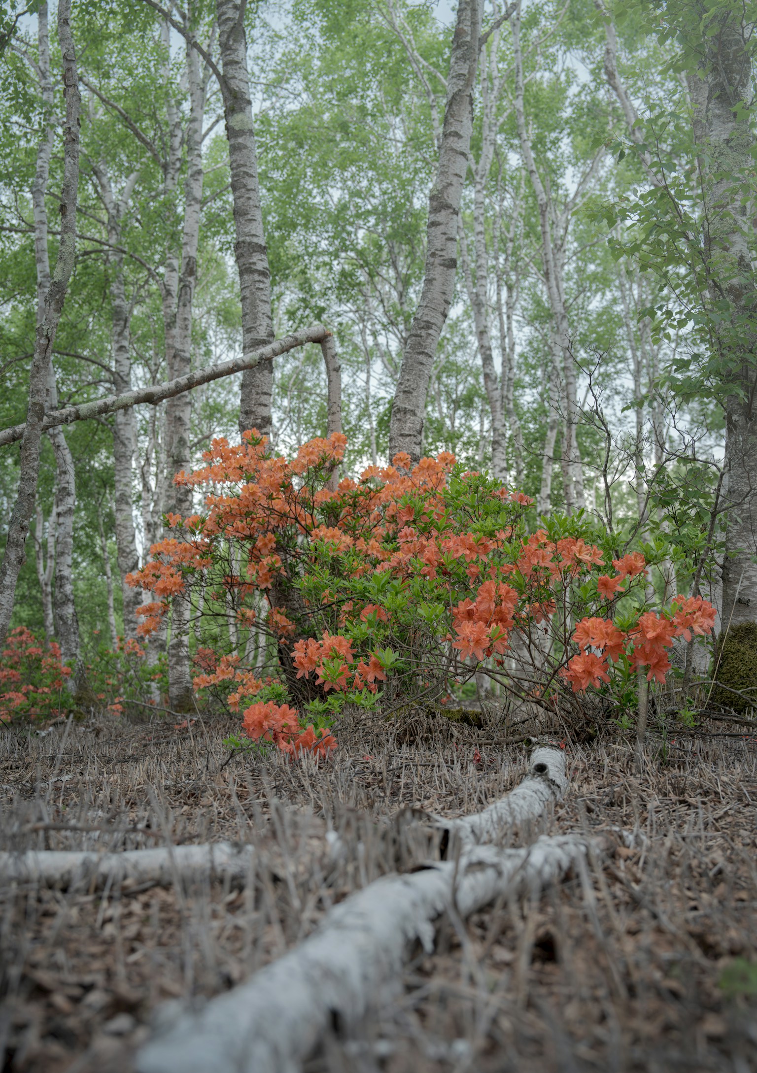 photo-jnKDT7BDJOw91D654Ka6-image