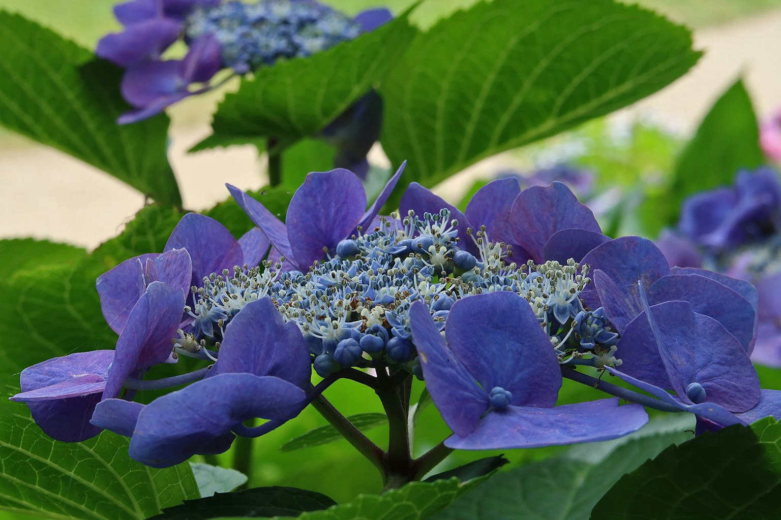 紫色のアジサイの花と緑の葉が特徴的な画像
