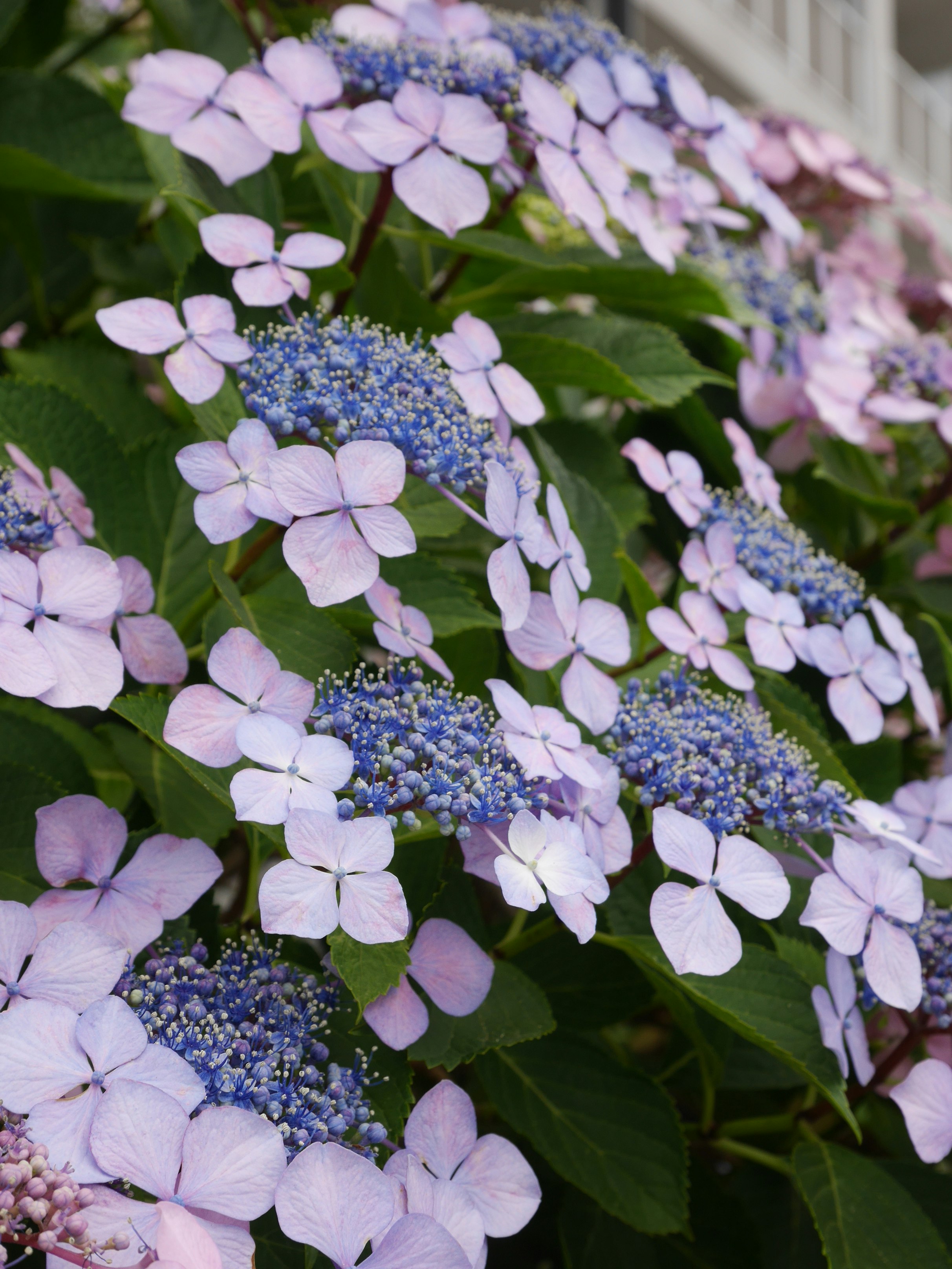 紫陽花の花と青い花房が重なる庭の植栽