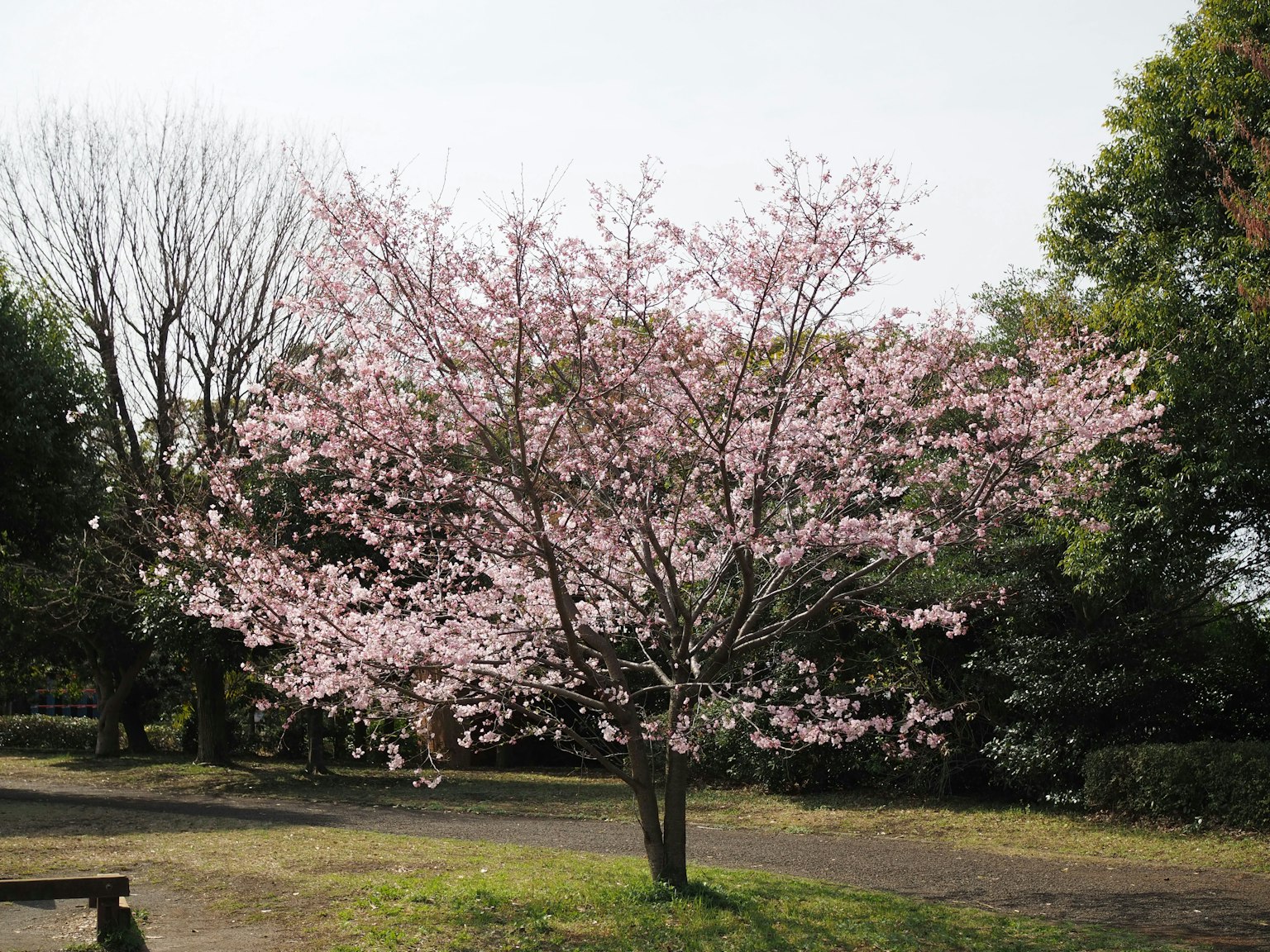 公園裡的櫻花樹盛開著粉紅色的花朵