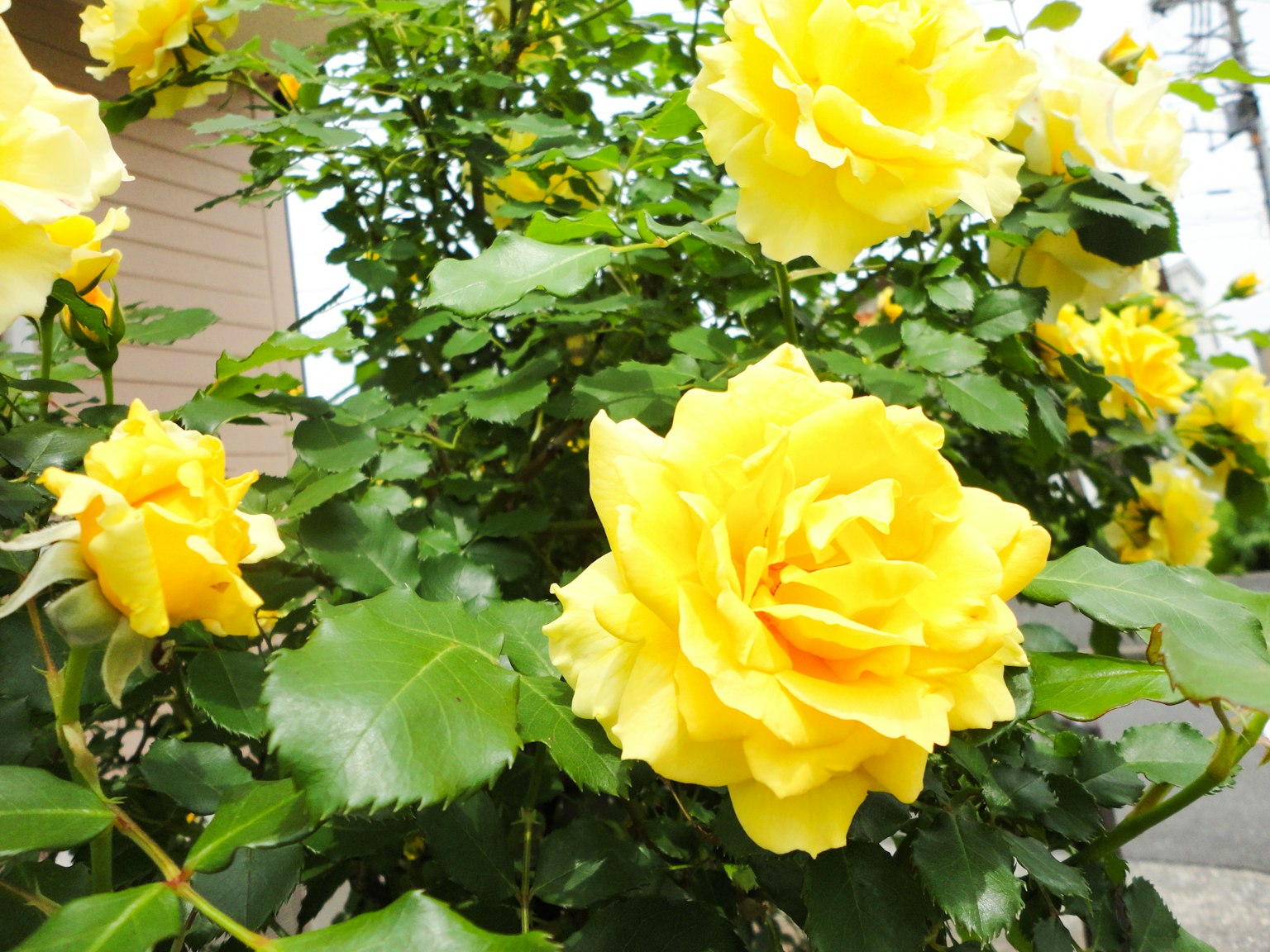 Lebendige gelbe Rosen blühen in einem Garten