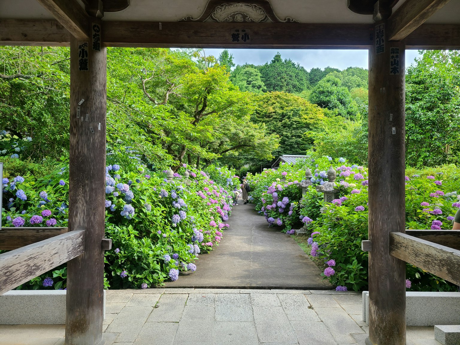 Pemandangan taman dengan bunga hortensia biru