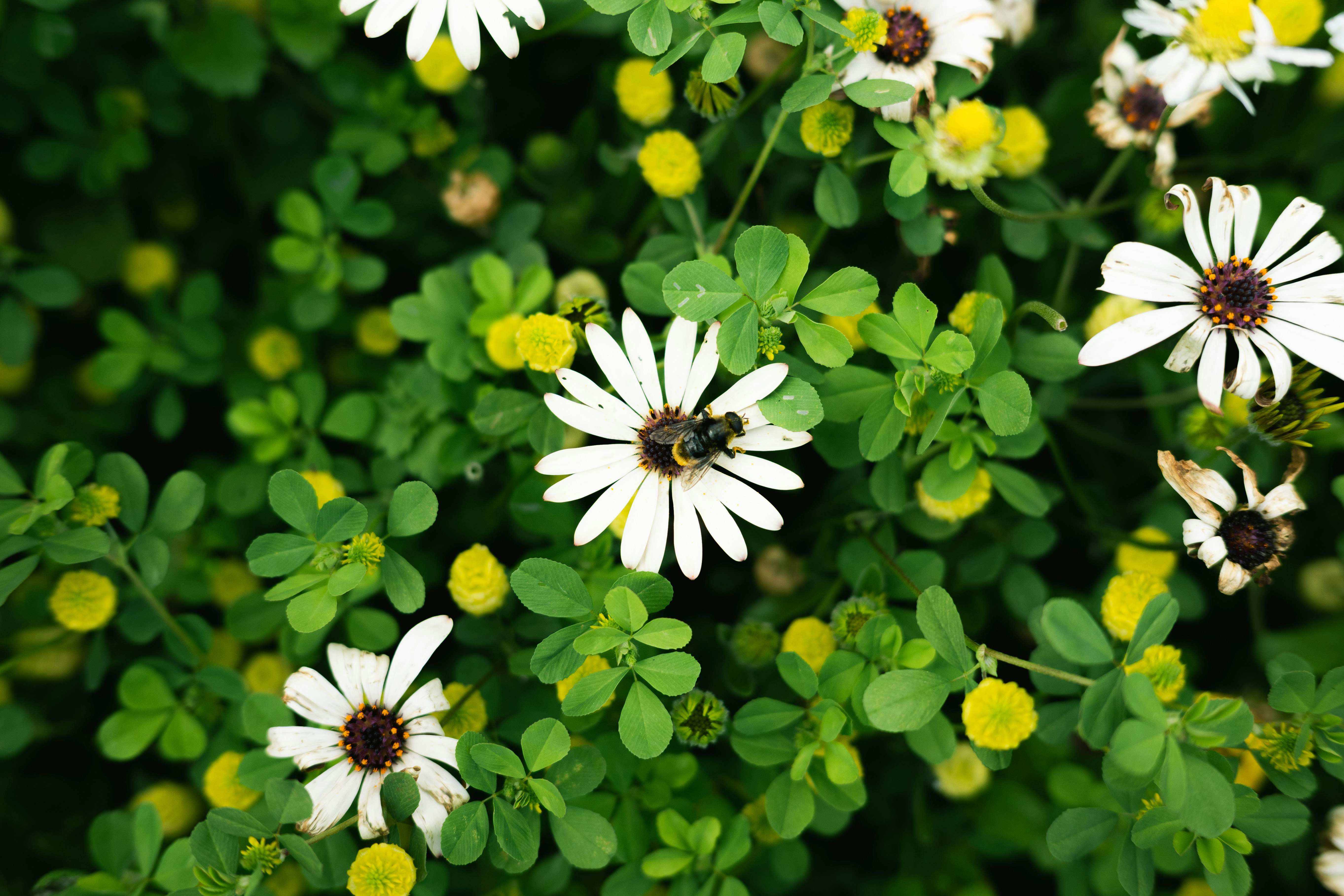 白い花が咲く緑の花壇のクローズアップ