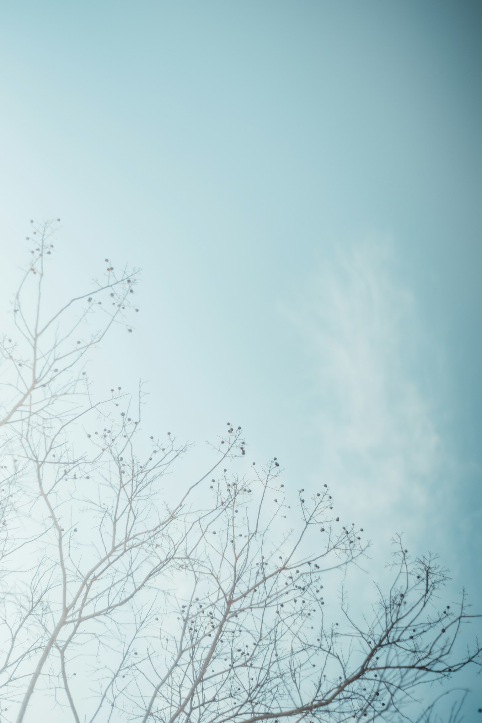 Un paisaje simple con ramas delgadas contra un cielo azul