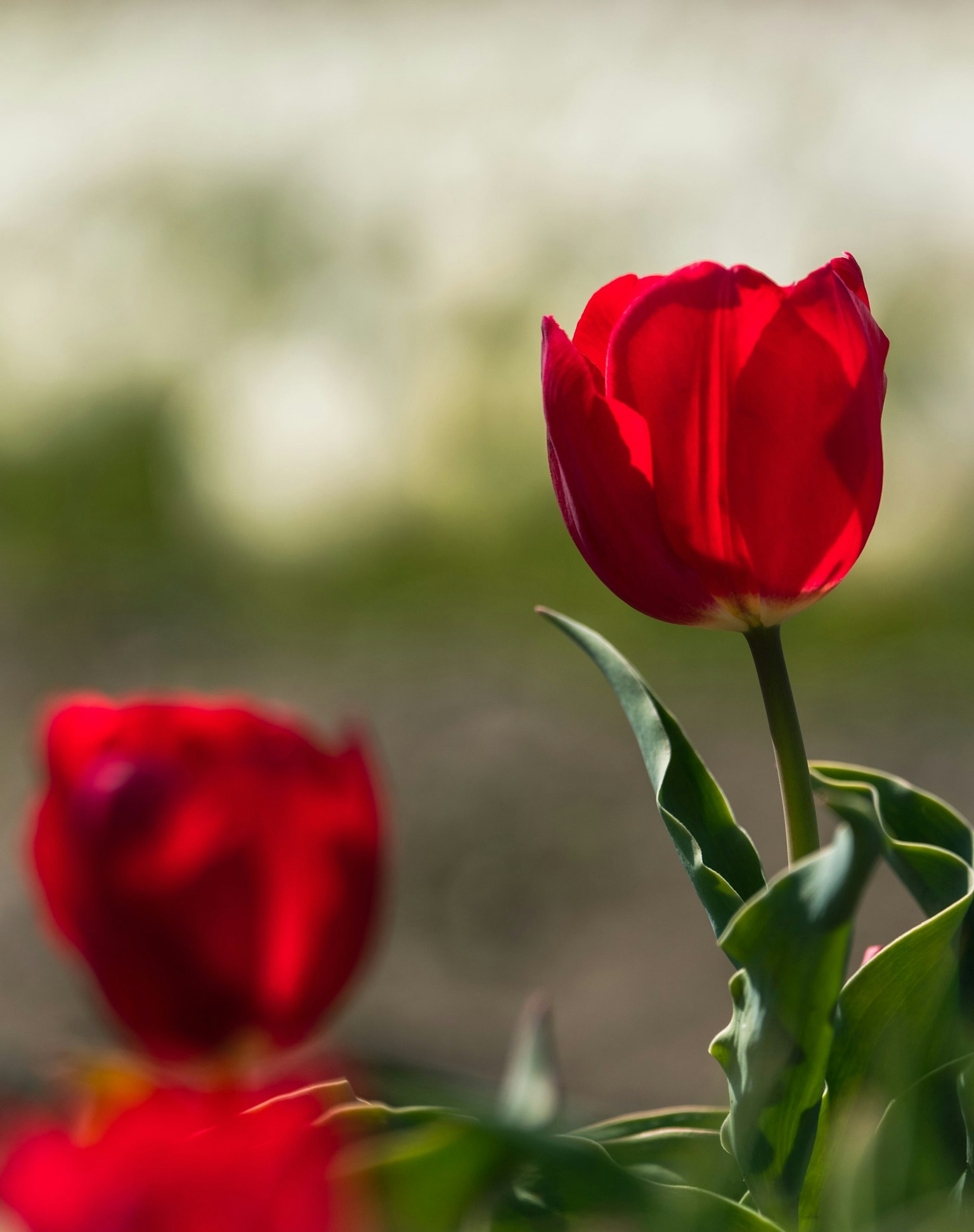 Hình ảnh hoa tulip đỏ đang nở với những bông hoa màu nhạt ở phía sau