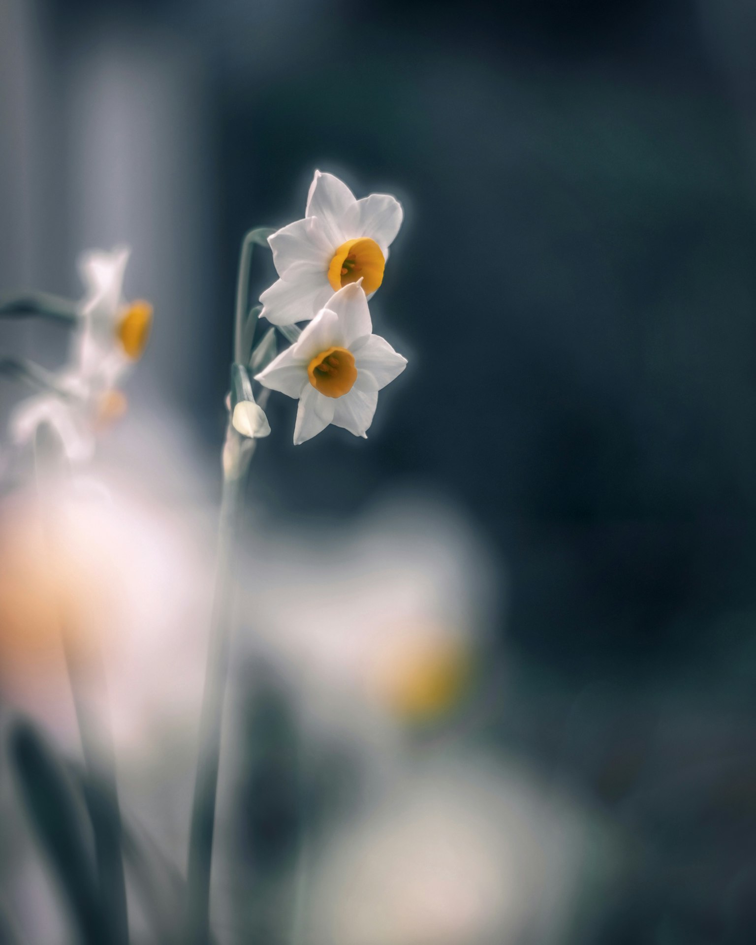 흰 수선화 꽃이 부드러운 배경에서 돋보인다