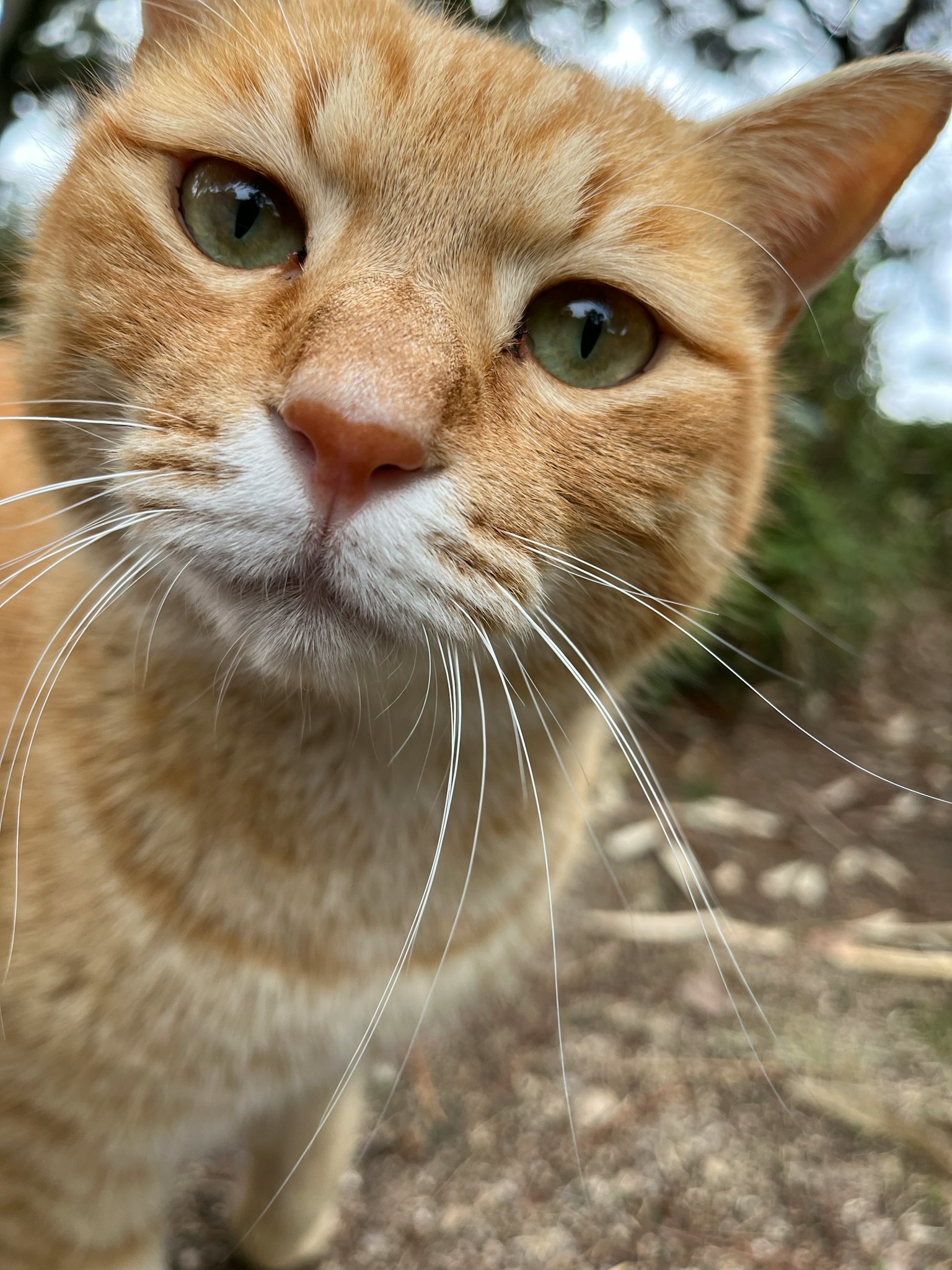 Primer plano de un gato naranja con grandes ojos verdes y bigotes prominentes