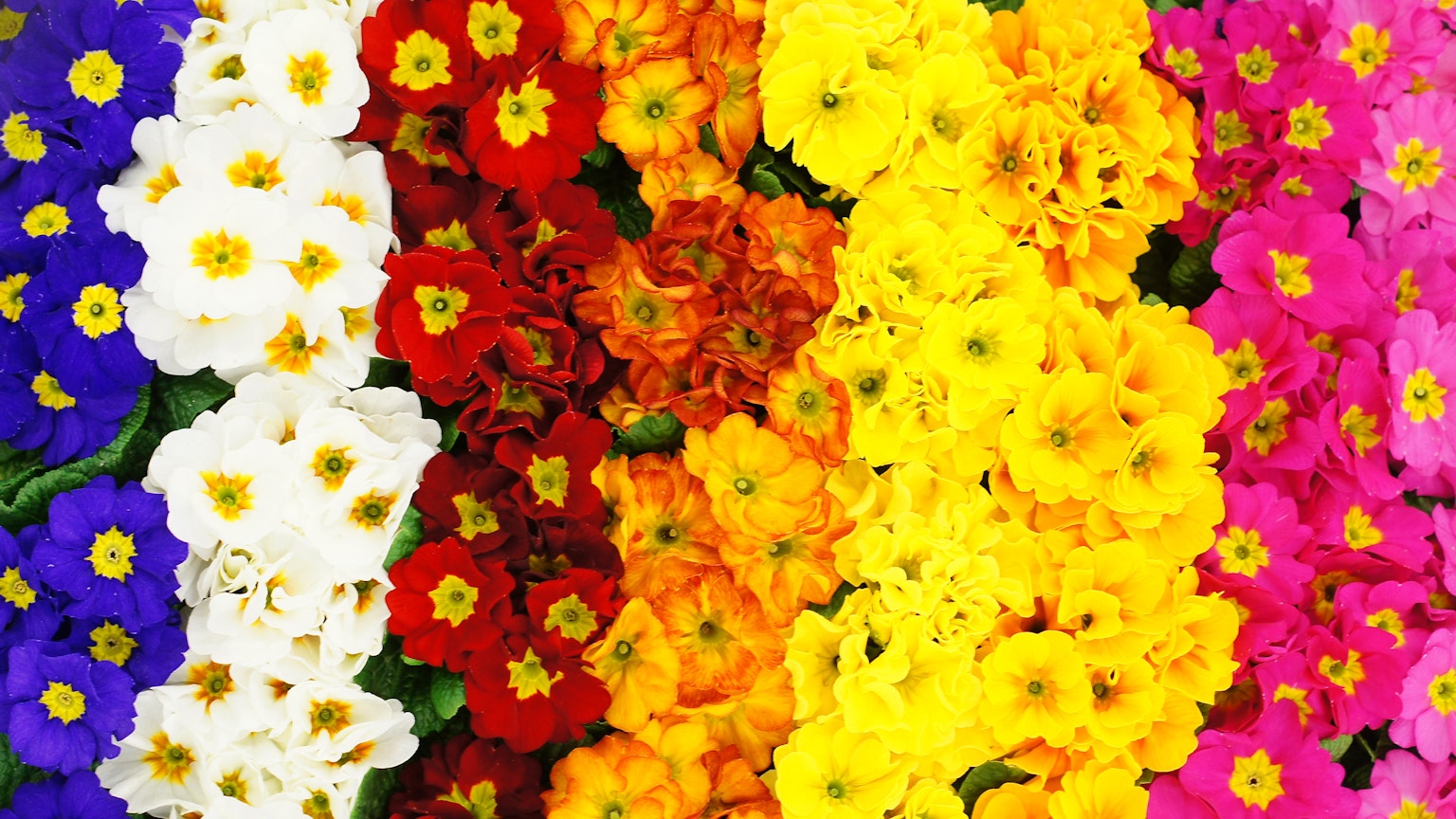 Vibrant image of colorful flowers arranged in rows