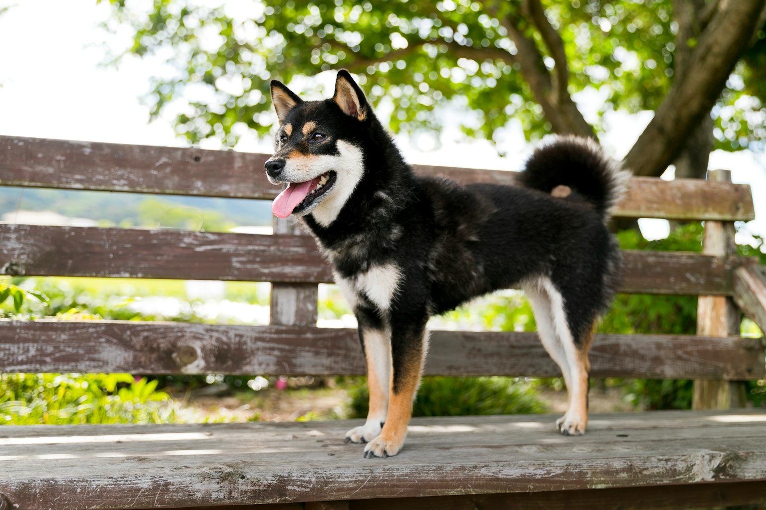 一隻黑色柴犬站在木圍欄上