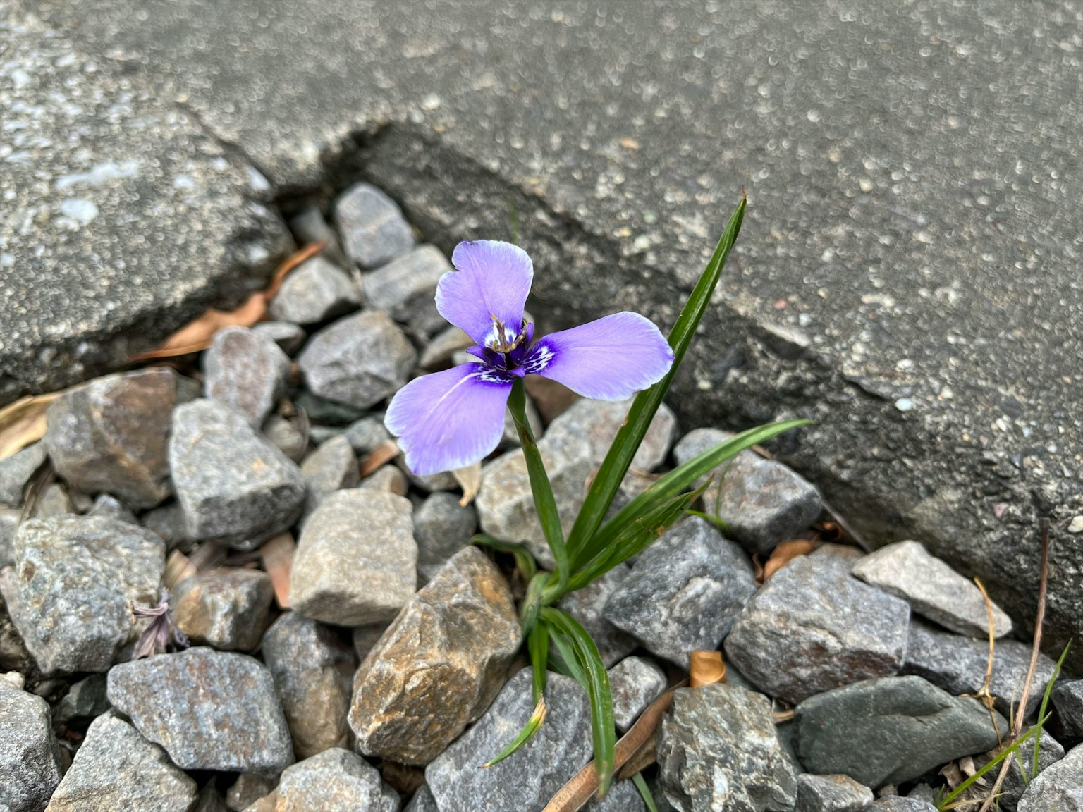 Une fleur violette poussant parmi de petits cailloux