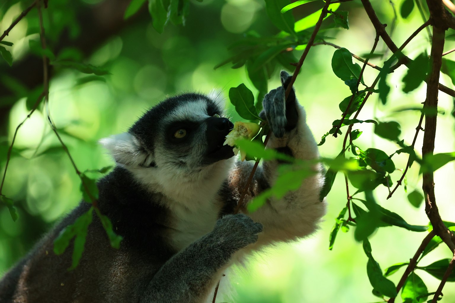 Lemur reaching for food among green leaves