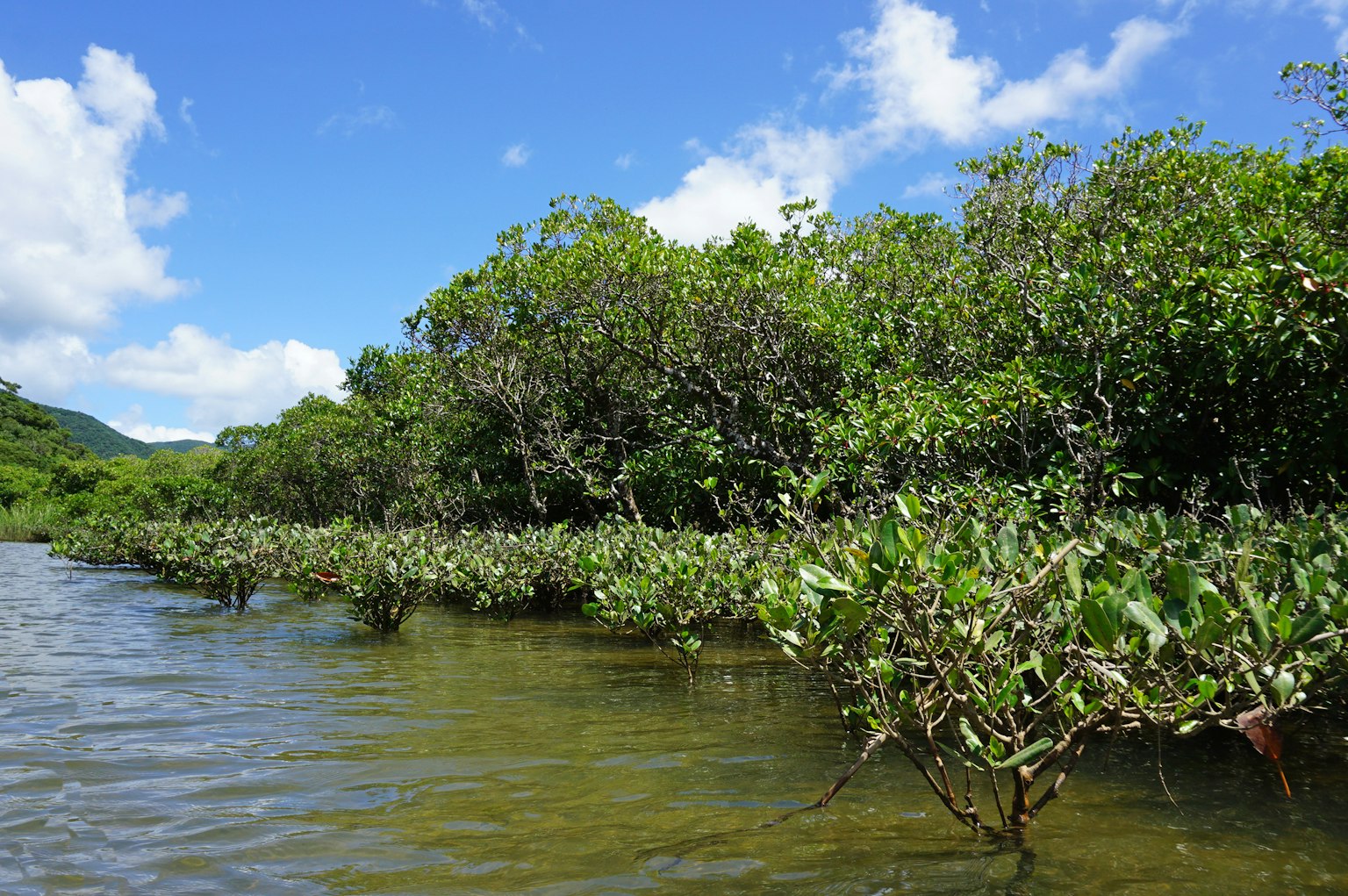 Mangroven entlang eines Gewässers unter blauem Himmel