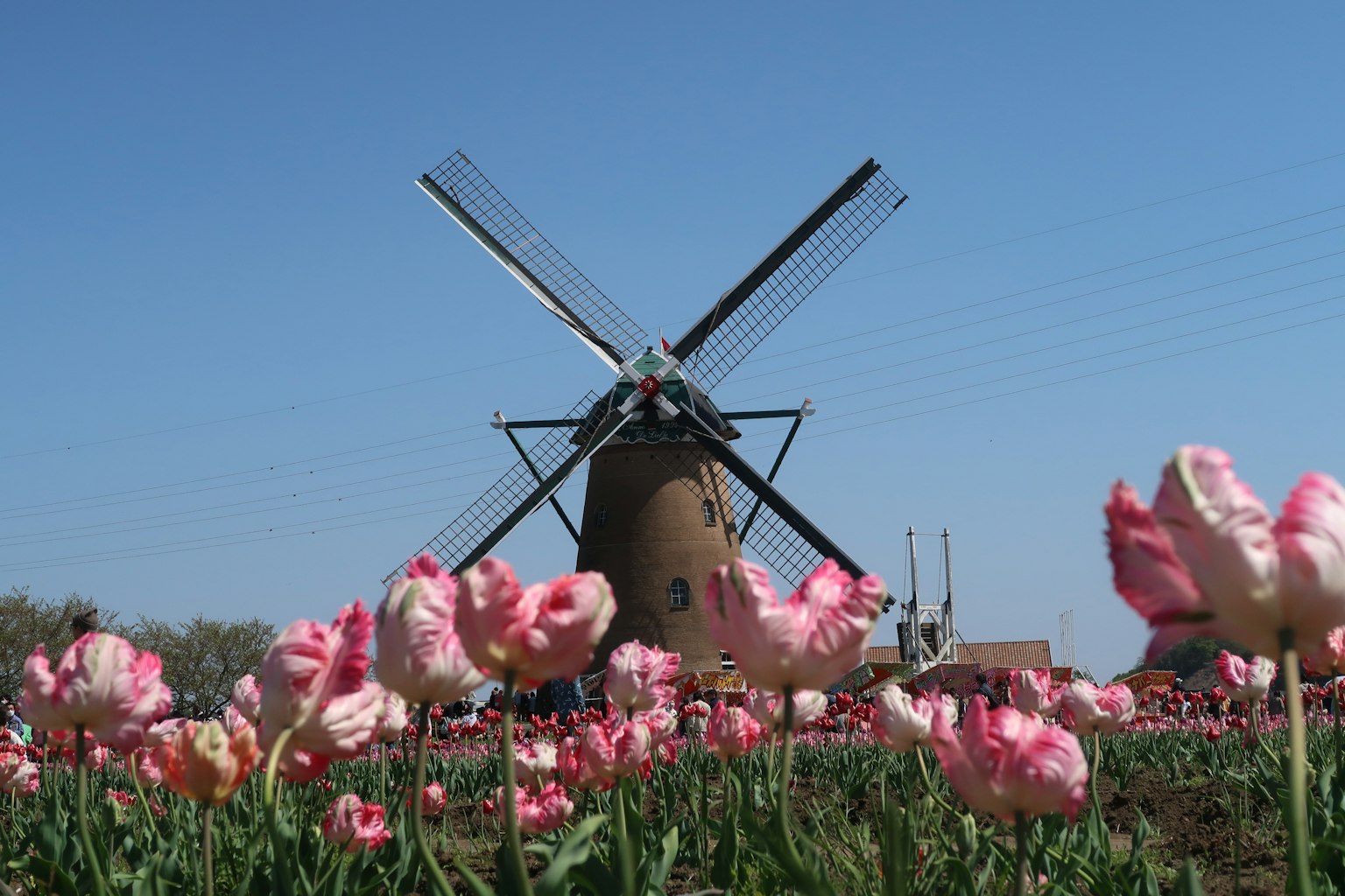 Cảnh quan cánh đồng tulip hồng và cối xay gió