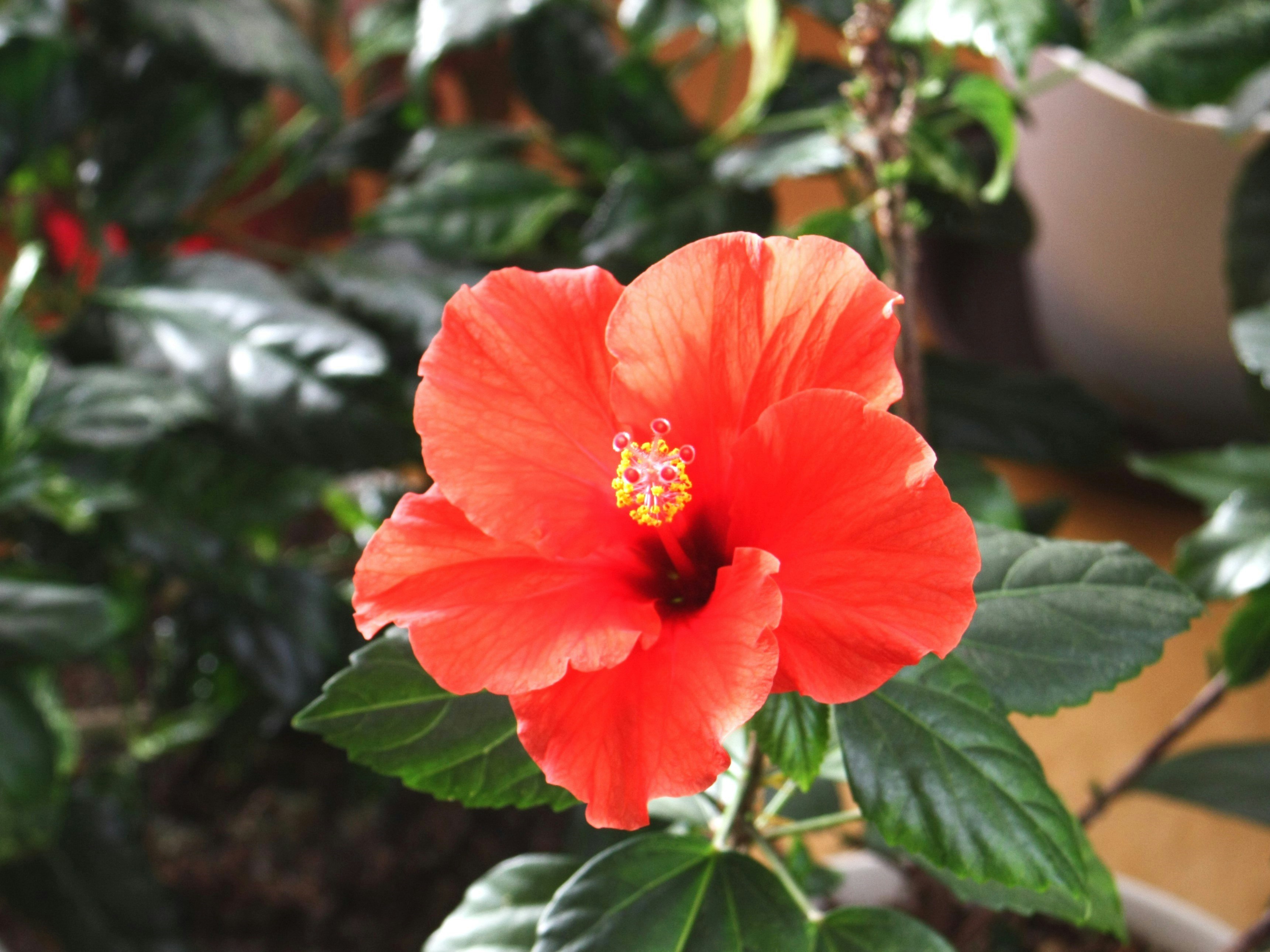 赤いハイビスカスの花と葉のクローズアップ