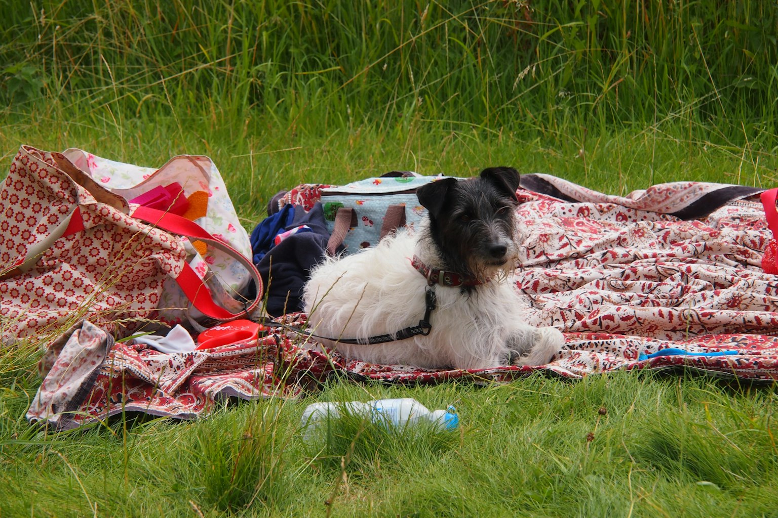 Ein schwarz-weißer Hund liegt auf einer bunten Decke im Gras