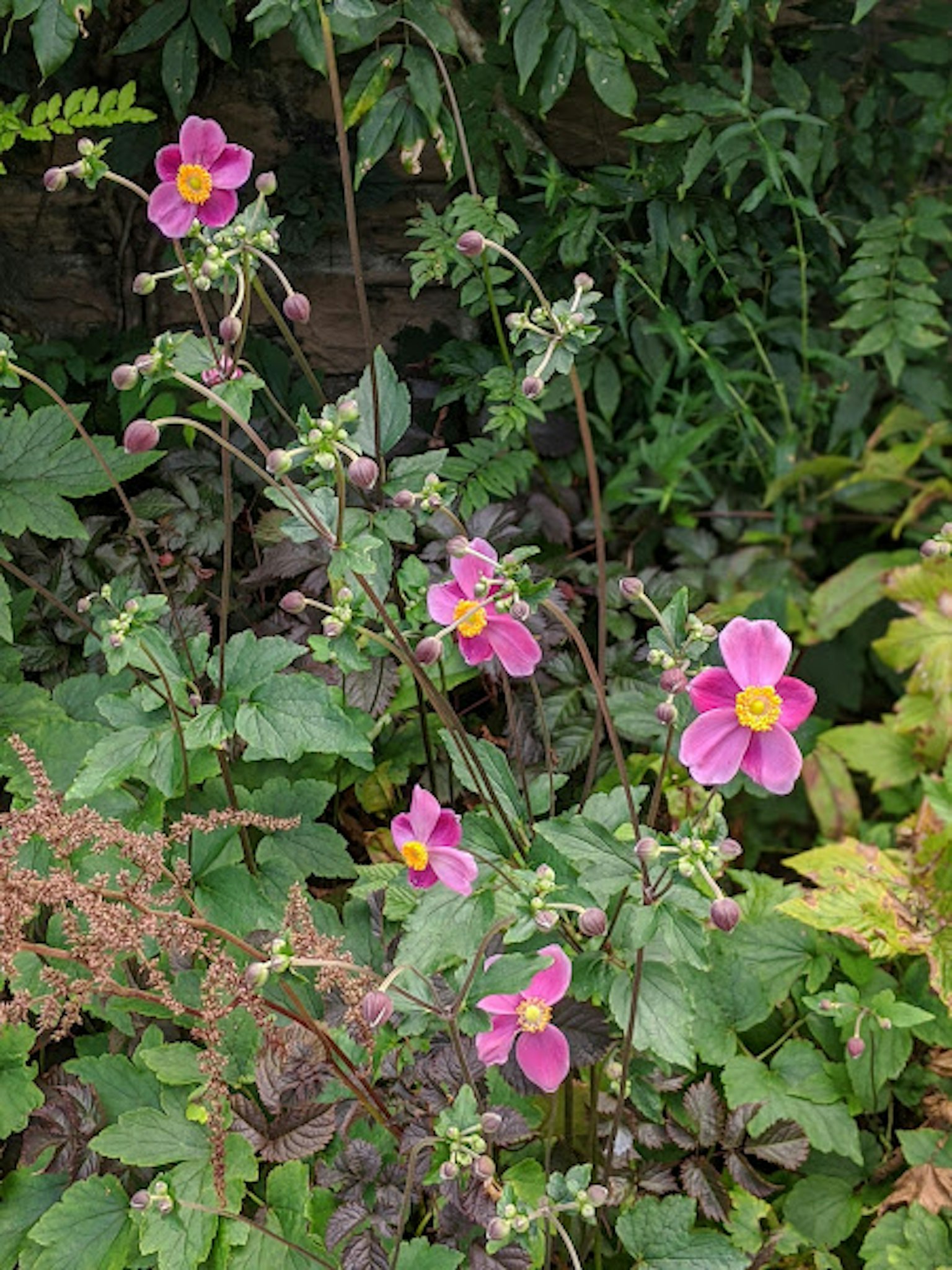Scène de fleurs roses en fleurs entourées de feuilles vertes