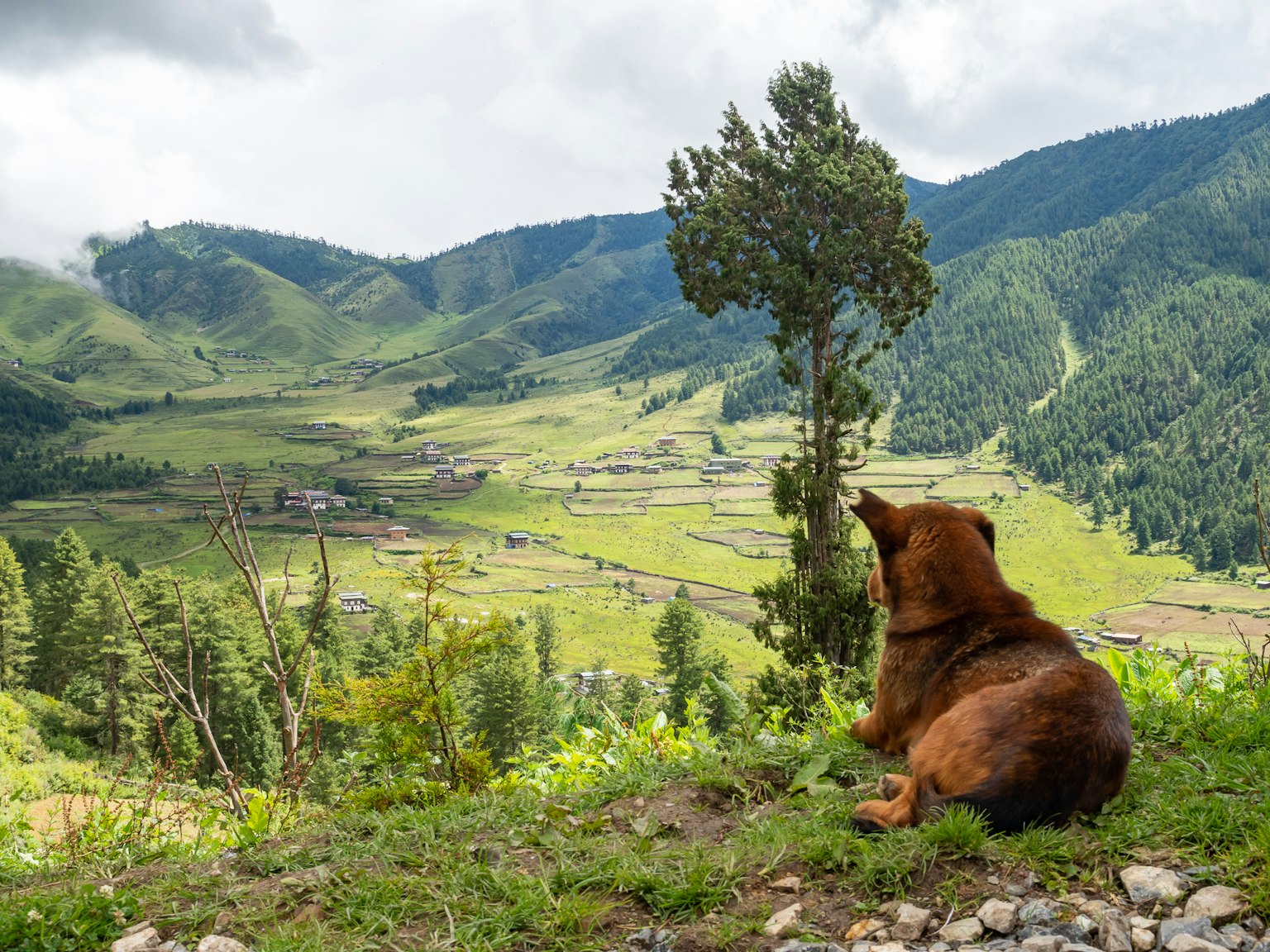 Chien assis sur une colline surplombant une vallée verdoyante