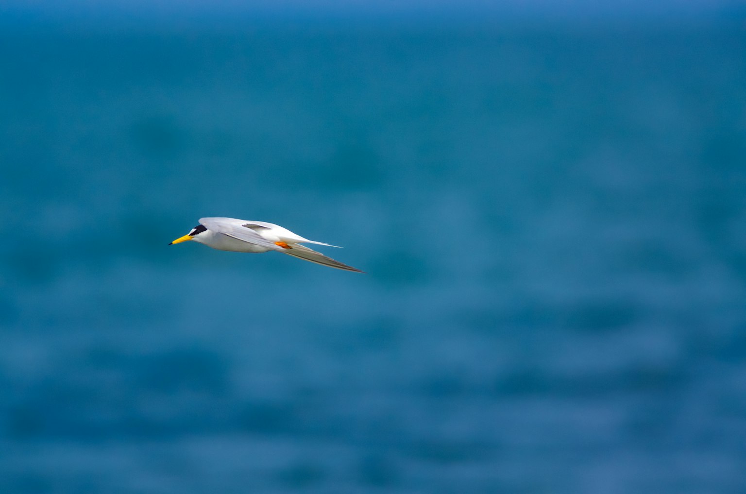 一隻白鳥飛翔在藍色海洋上