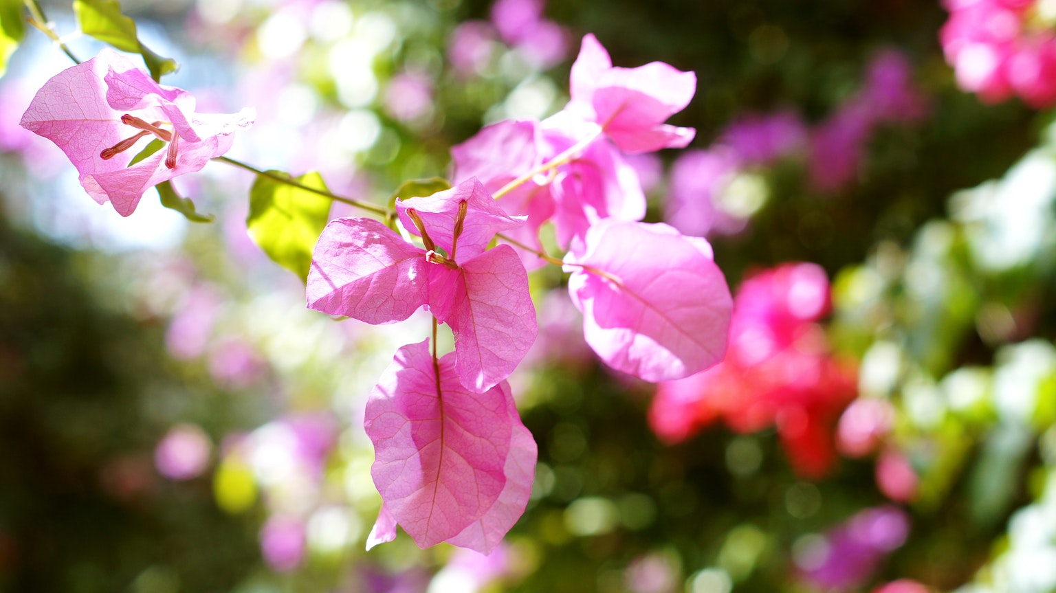 Fiori di bougainvillea rosa vivaci spiccano su uno sfondo sfocato