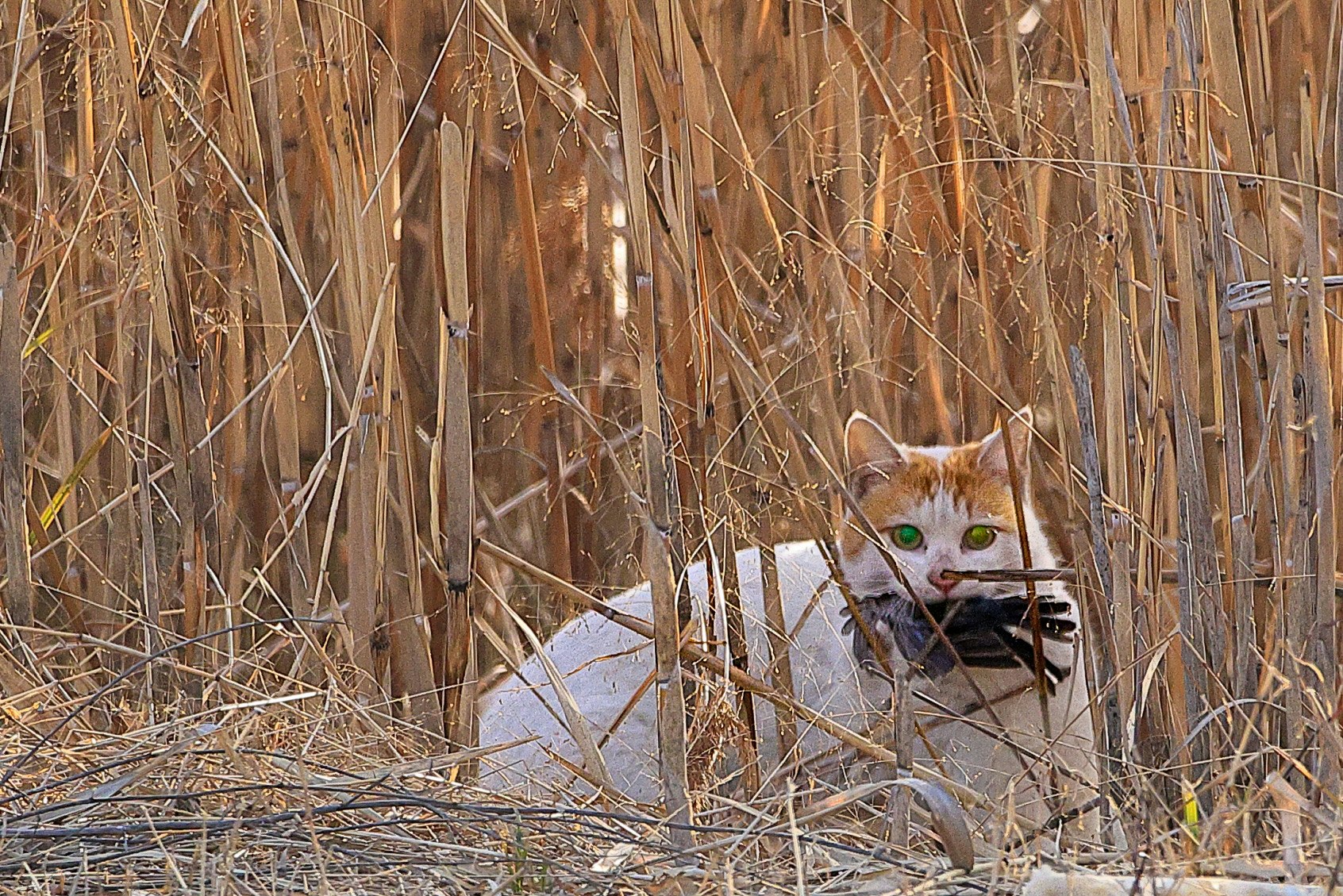 枯れ草の中に隠れる猫の横顔