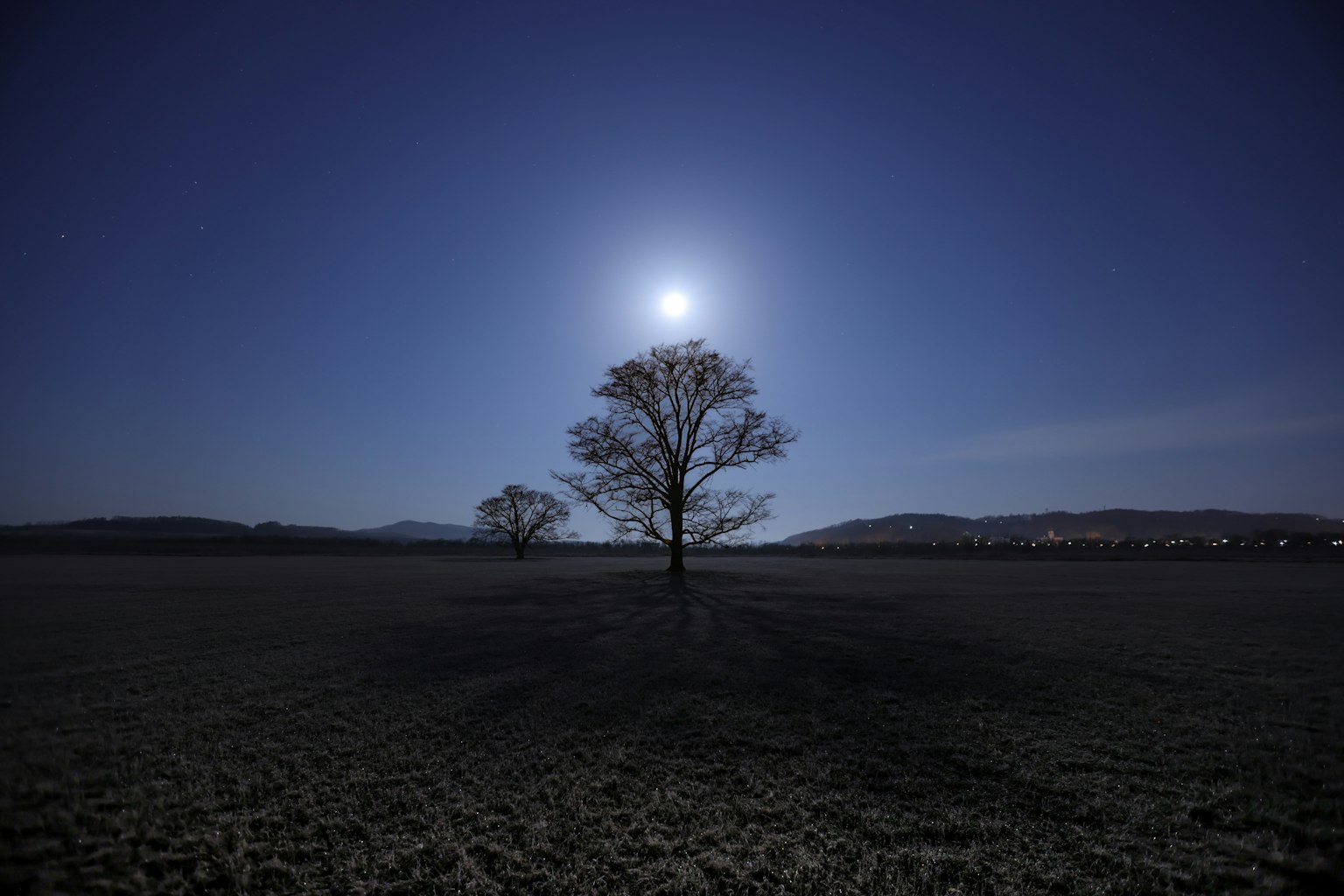 Arbre solitaire sous la lumière de la lune dans un vaste champ