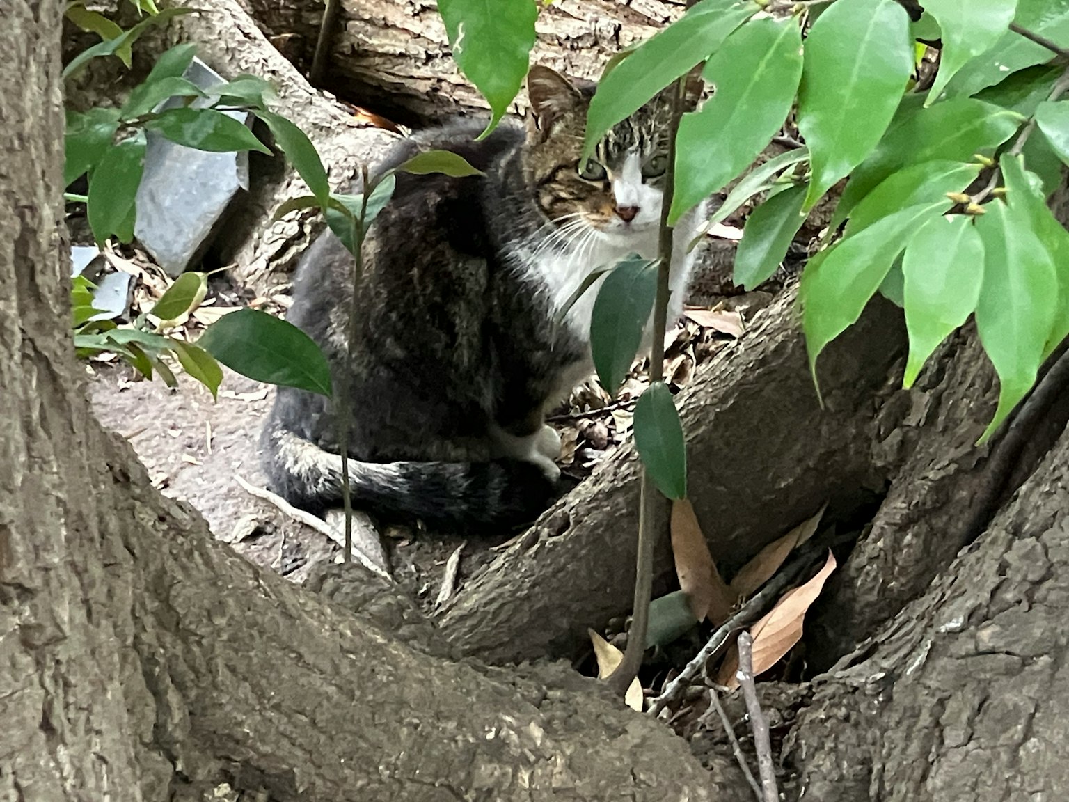 Un chat blotti parmi des feuilles vertes et des branches d'arbre