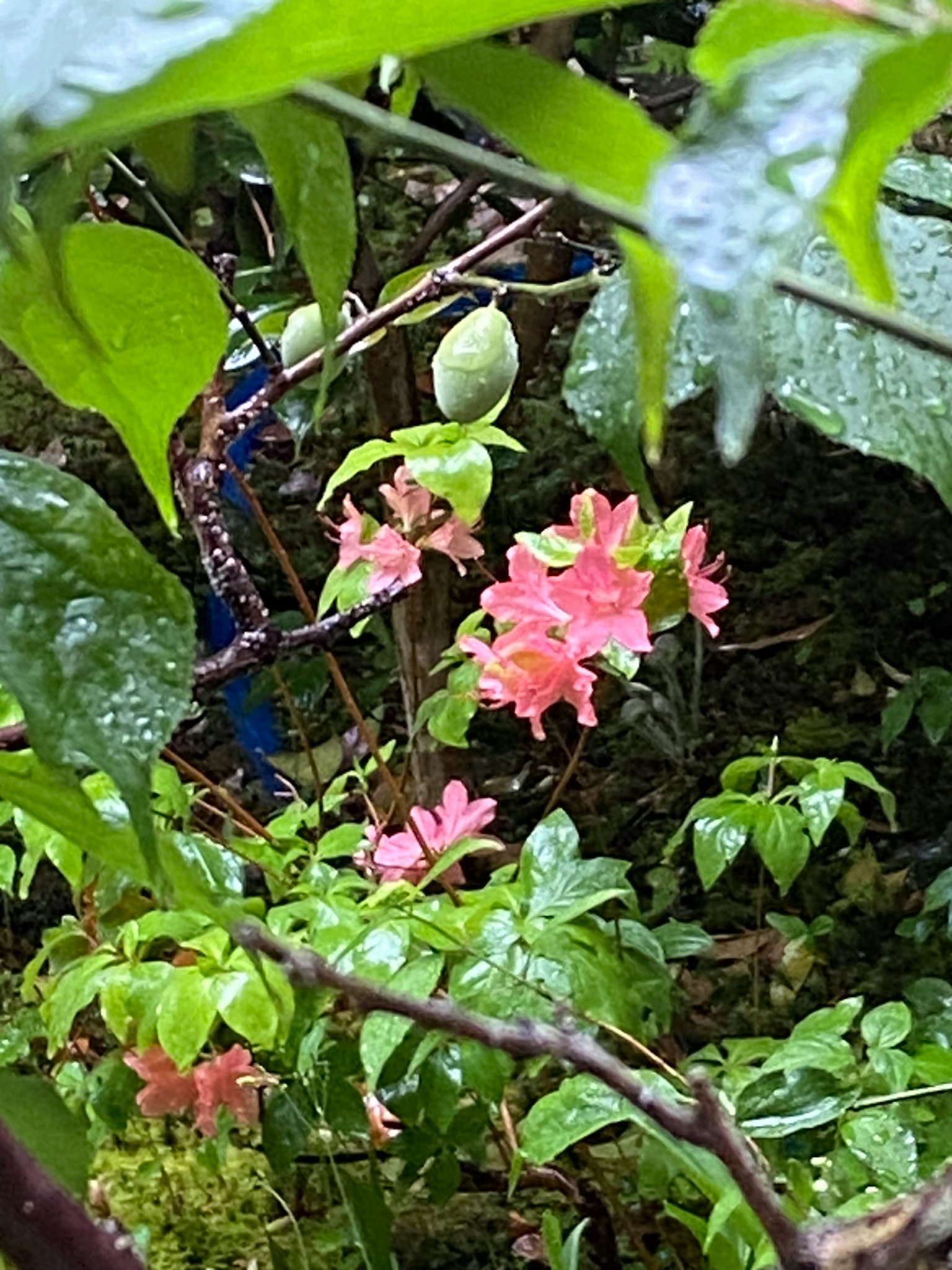 生动的自然场景，粉色花朵和郁郁葱葱的绿色叶子，雨滴点缀其间