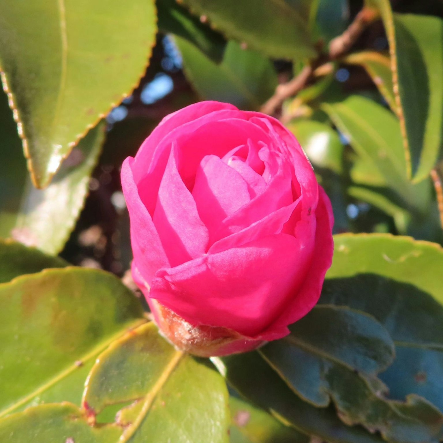 被绿色叶子包围的粉色山茶花蕾