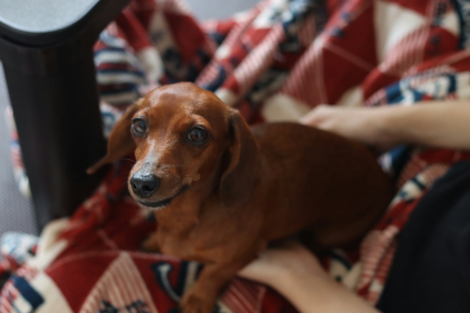 Un petit chien marron se reposant sur un genou avec une couverture confortable