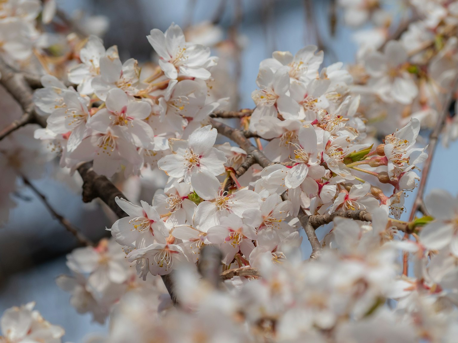 Gros plan sur des fleurs de cerisier sur une branche