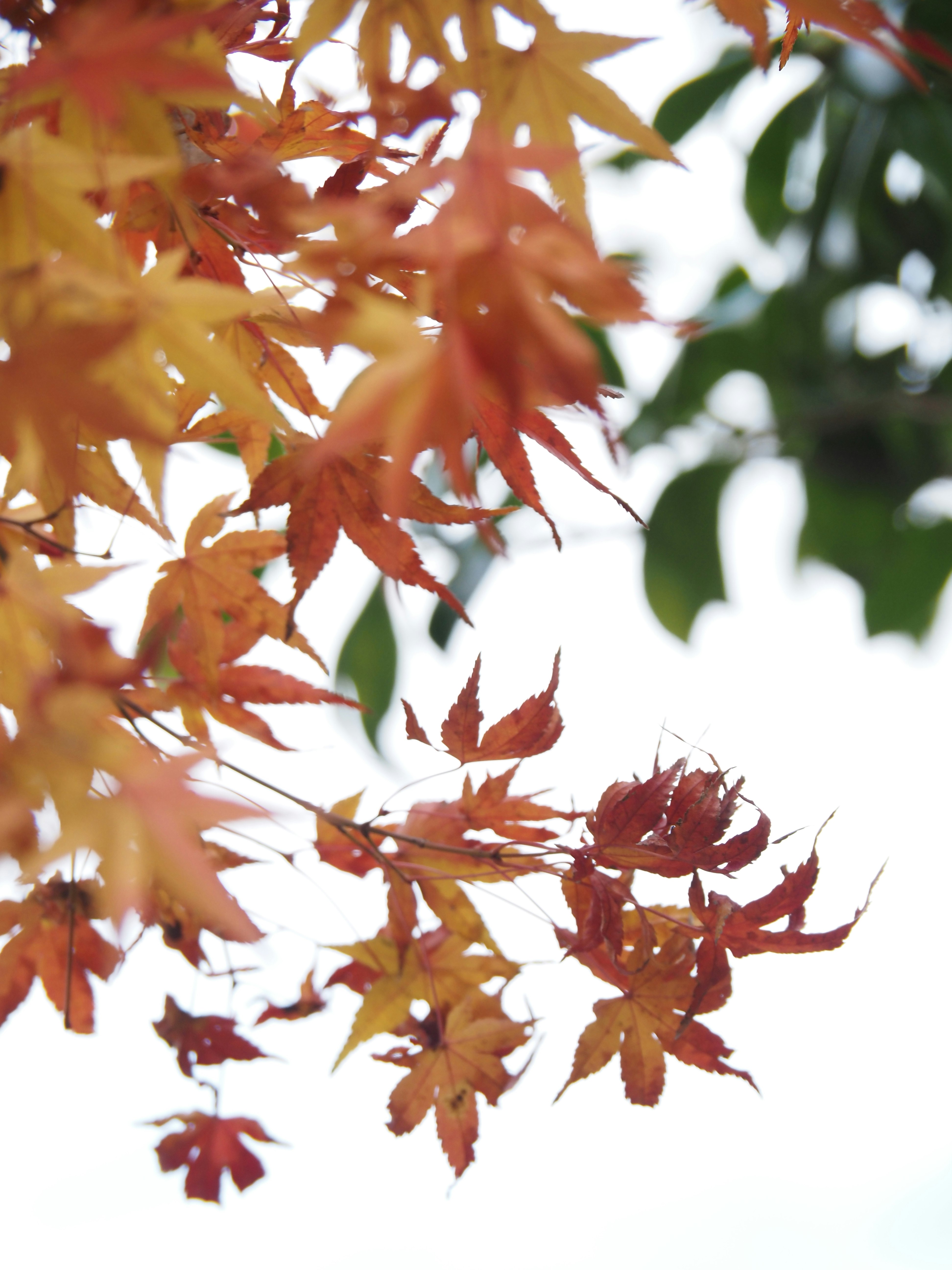 色づく紅葉の葉が枝先に広がる秋の風景